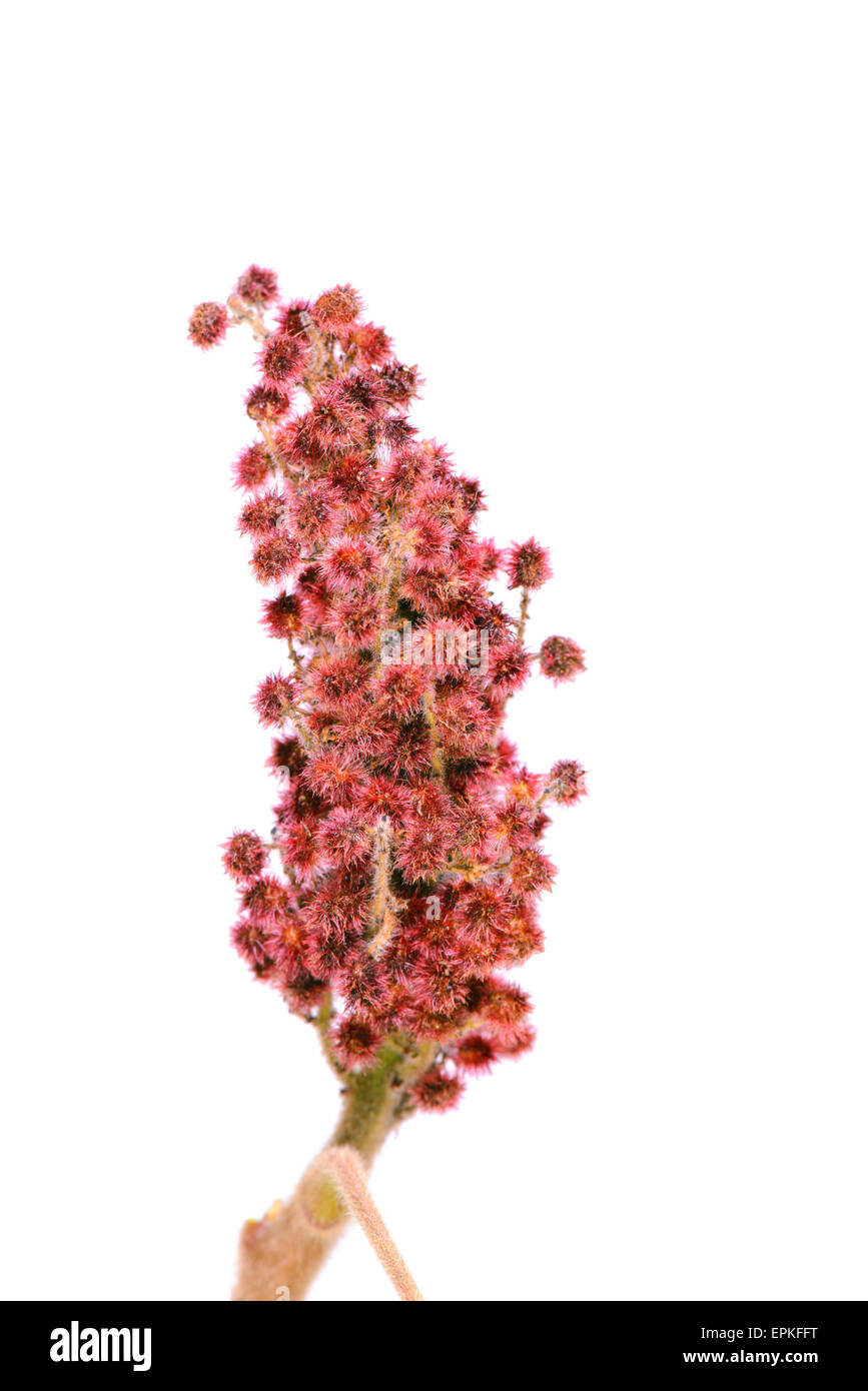 Rhus Typhina einzelne Blume Stockfoto Rhus Typhina einzelne Blume Stockfoto