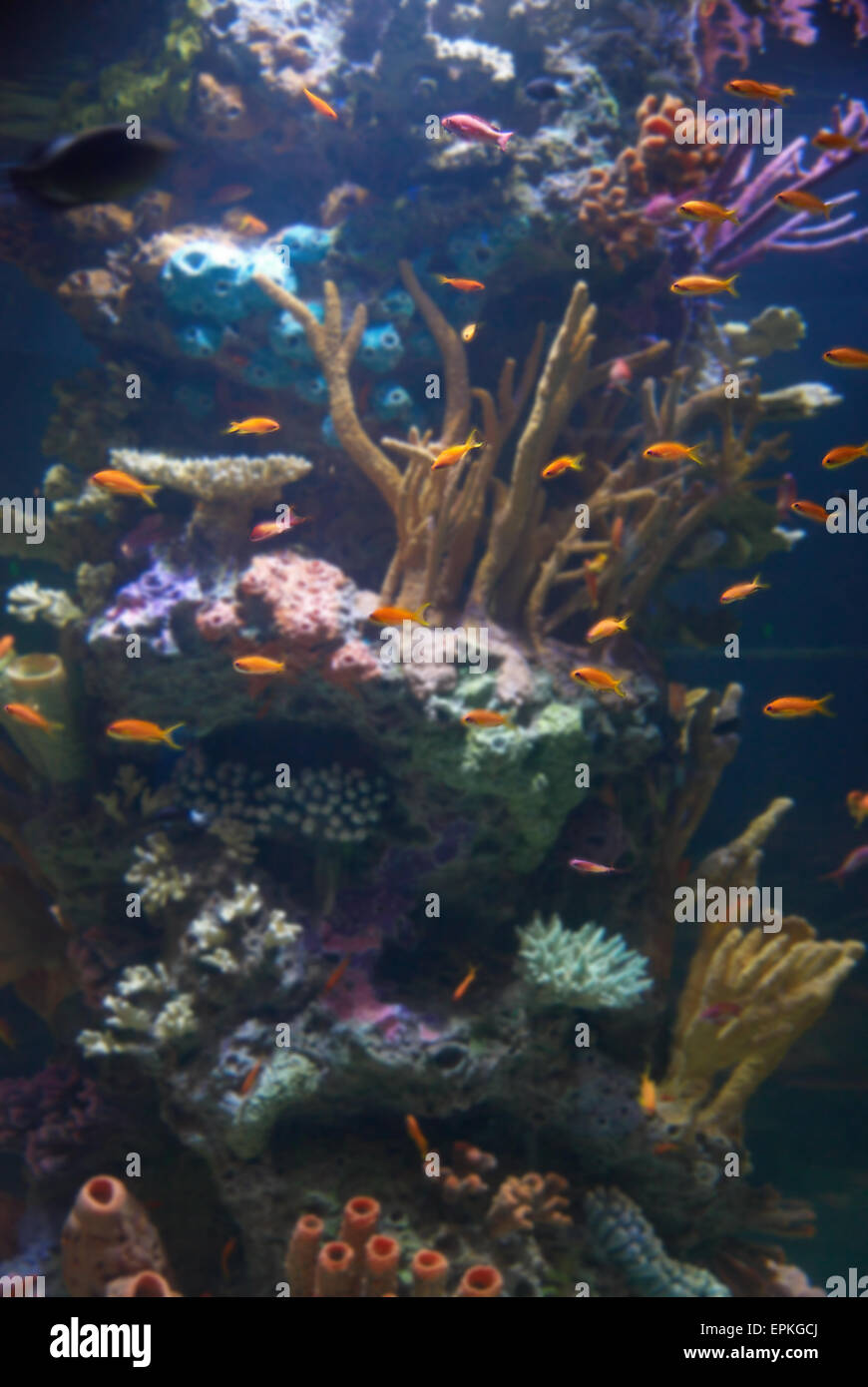 Aquarium mit tropischen Fischen Stockfoto