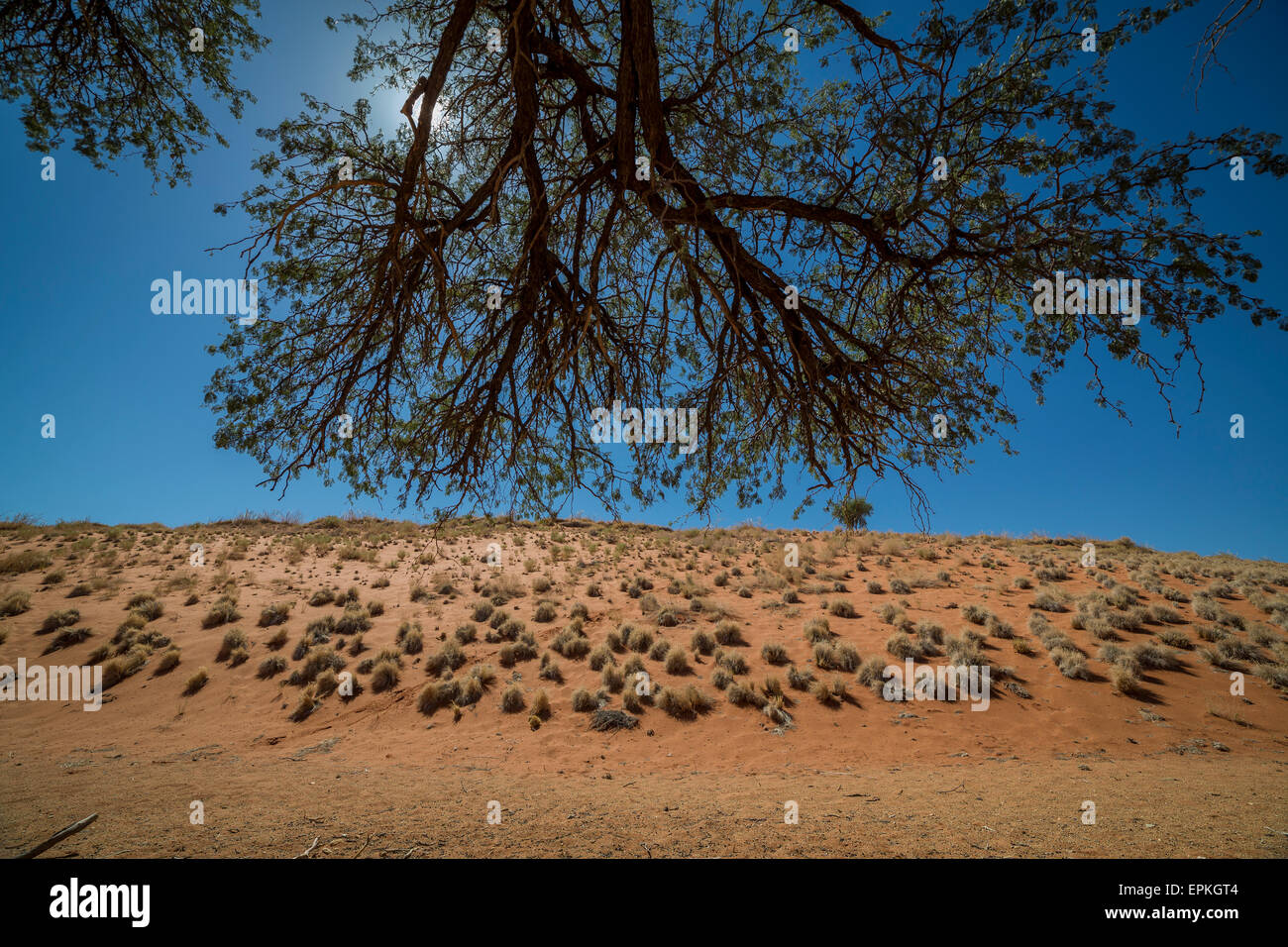 Bäume, Okonjima, Namibia, Afrika Stockfoto