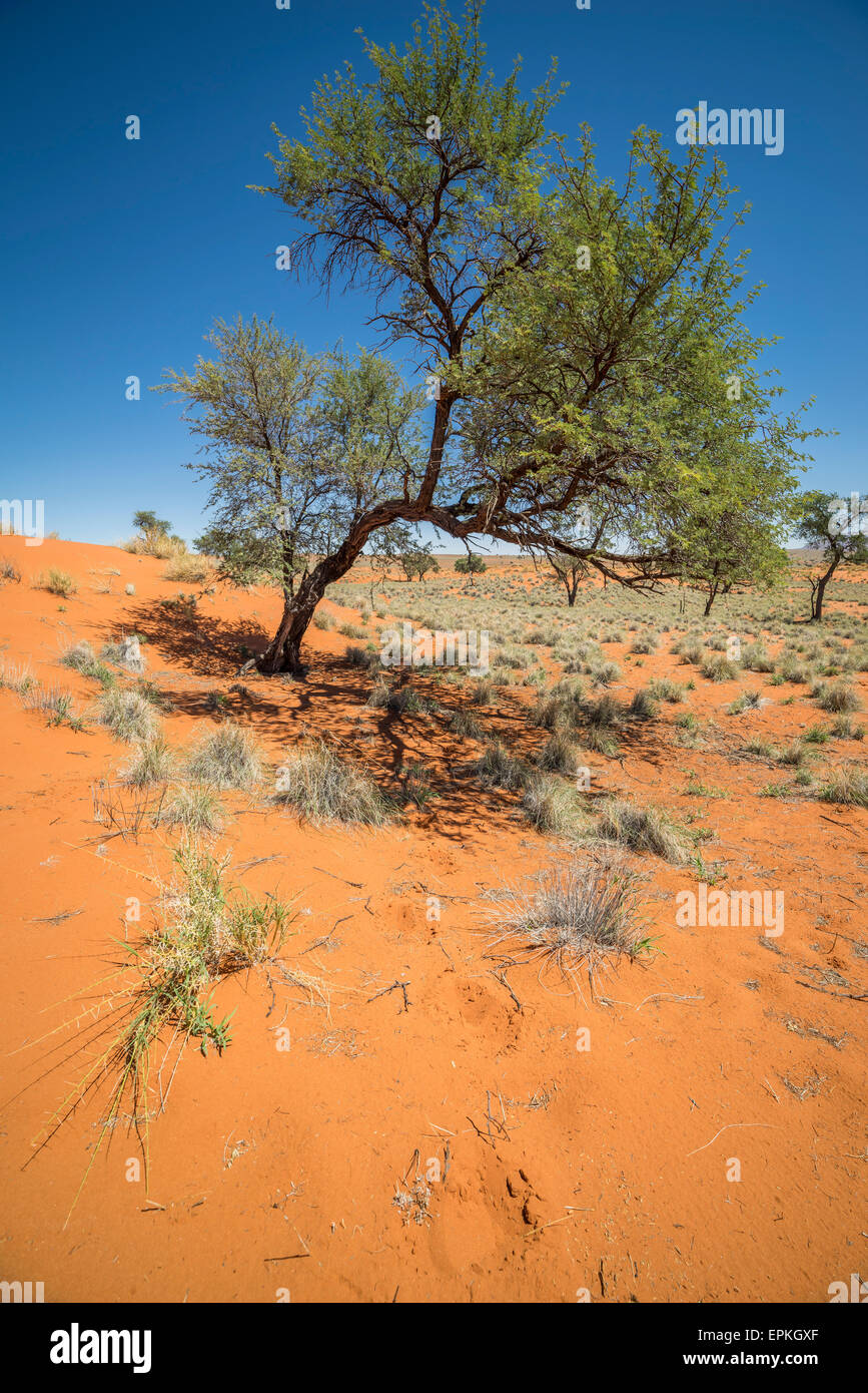 Bäume, Okonjima, Namibia, Afrika Stockfoto