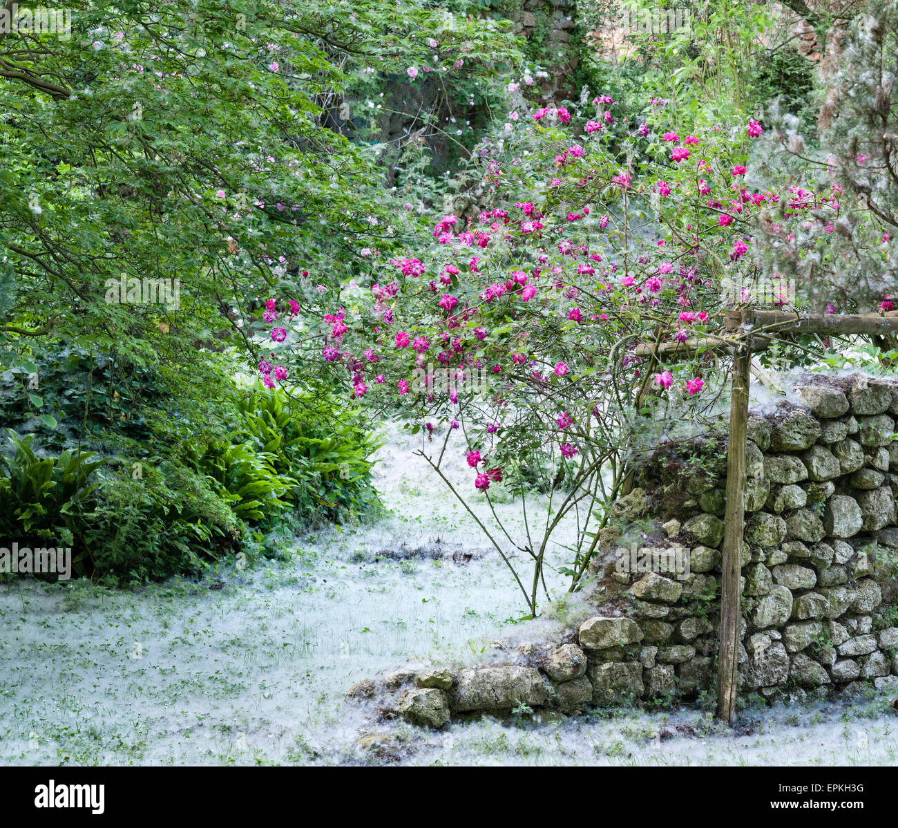 Die romantischen Gärten von Ninfa, Latium, Italien. Die Samen der Pappelbäume (Populus) bilden im Frühsommer tiefe schneeähnliche Drifts auf dem Boden Stockfoto