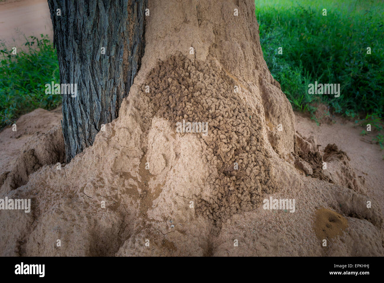 Termite Hügel auf Baum, Okonjima, Namibia, Africia Stockfoto