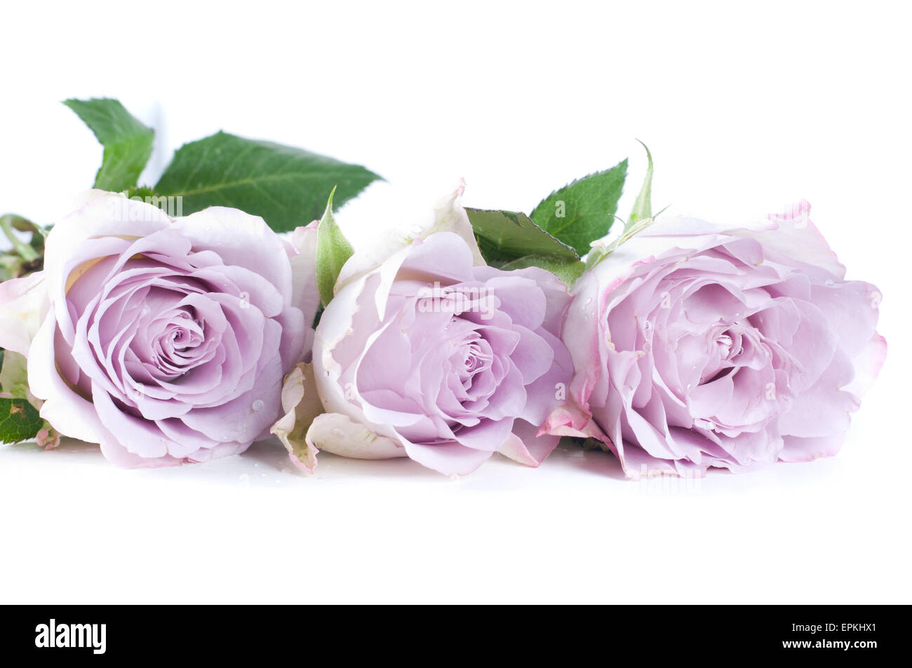 Pastell Schatten Rosen Stockfoto