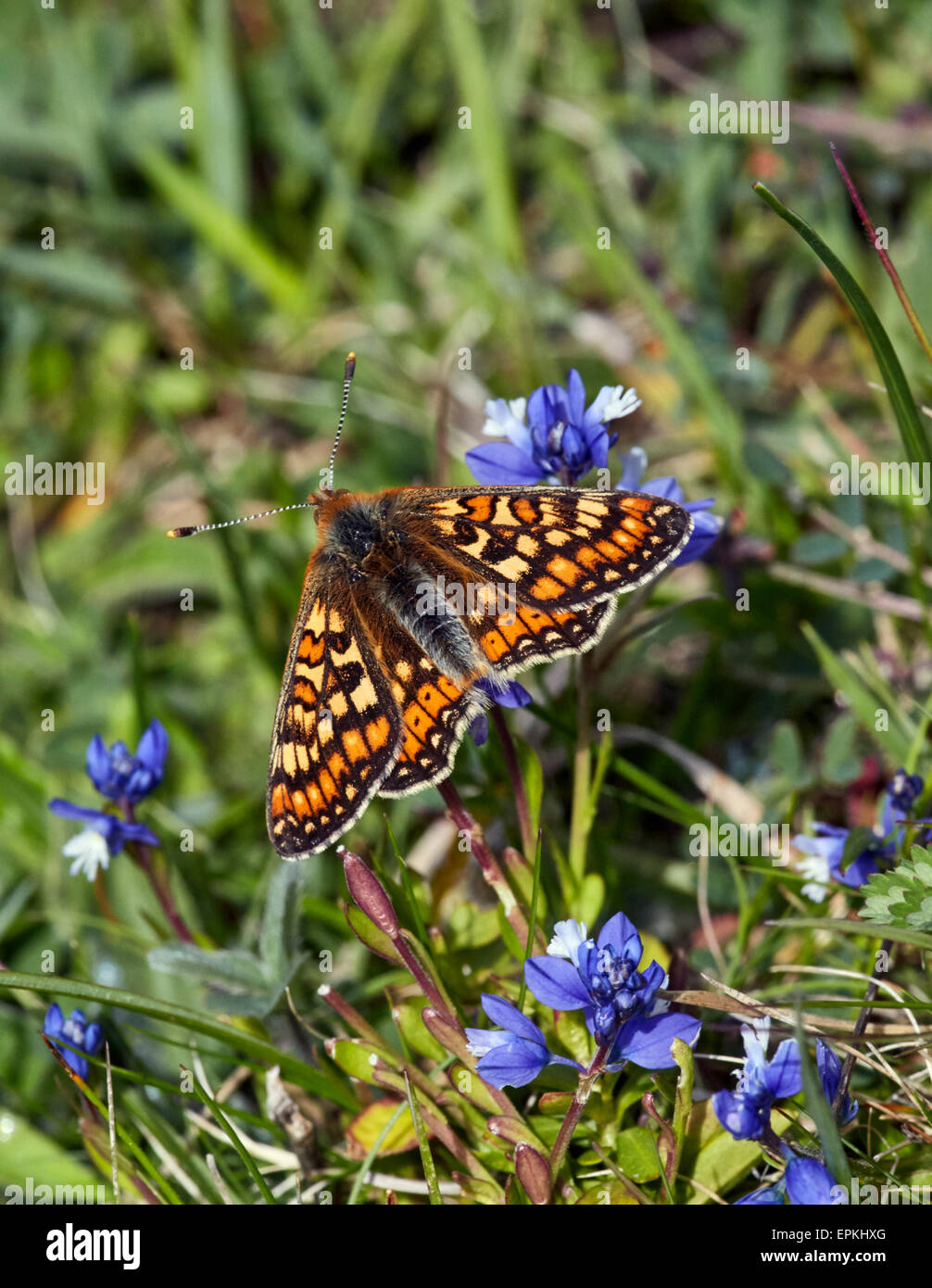 Marsh Fritillary auf Kreide Kreuzblume. Heytesbury, Wiltshire, England. Stockfoto