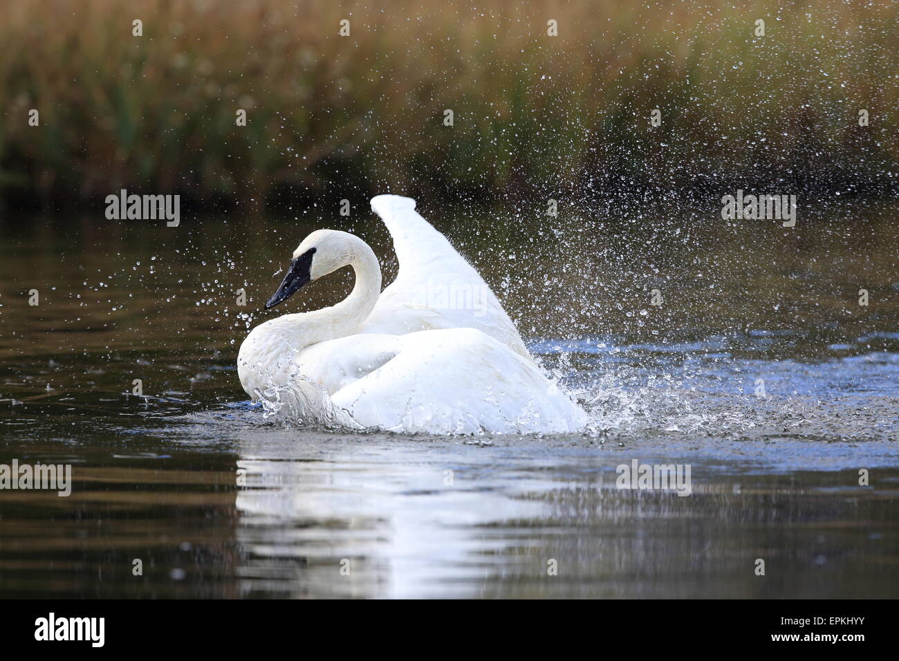 Trompeter Schwan Yellowstone np Stockfoto