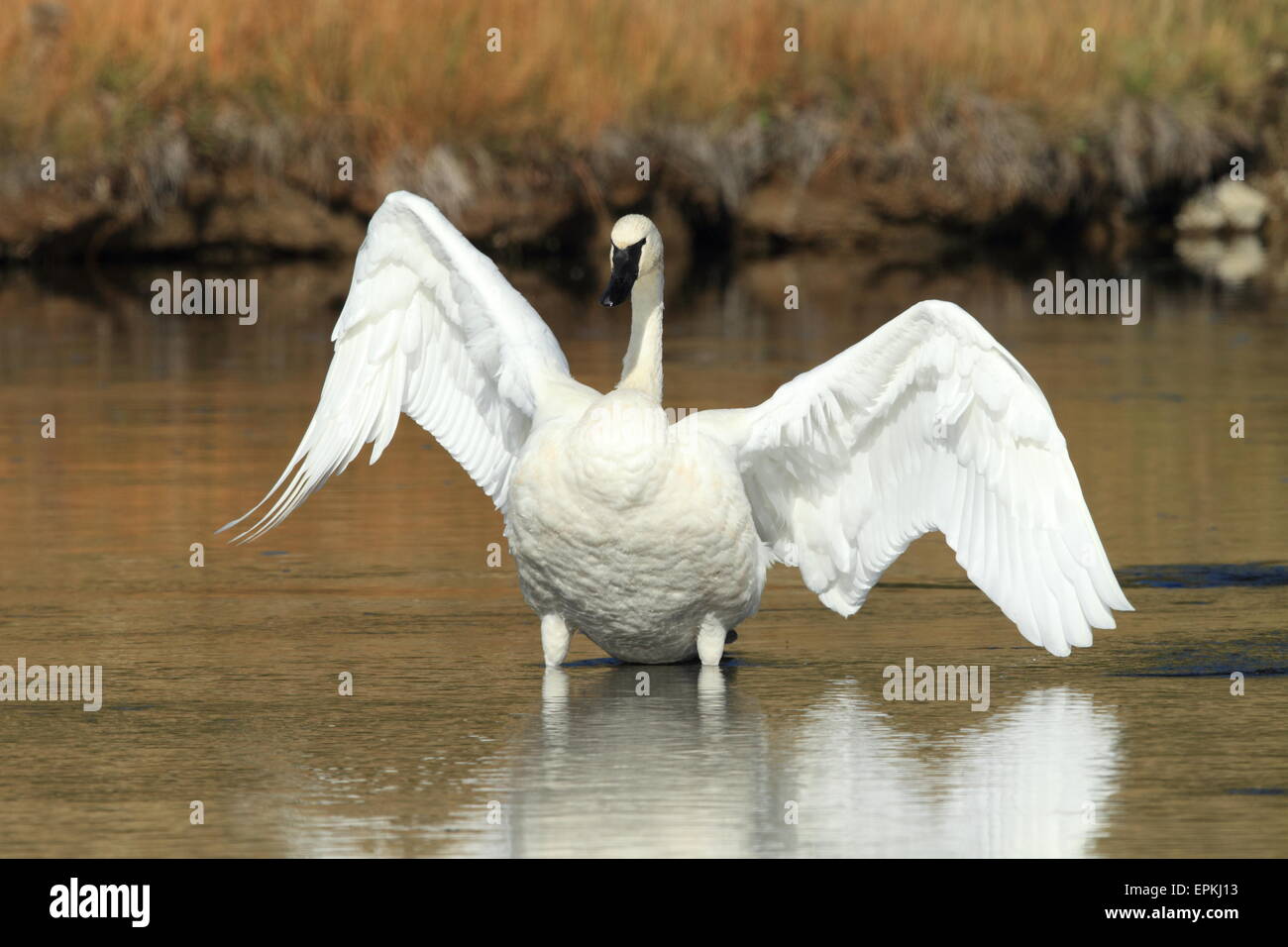 Trompeter Schwan Yellowstone np Stockfoto