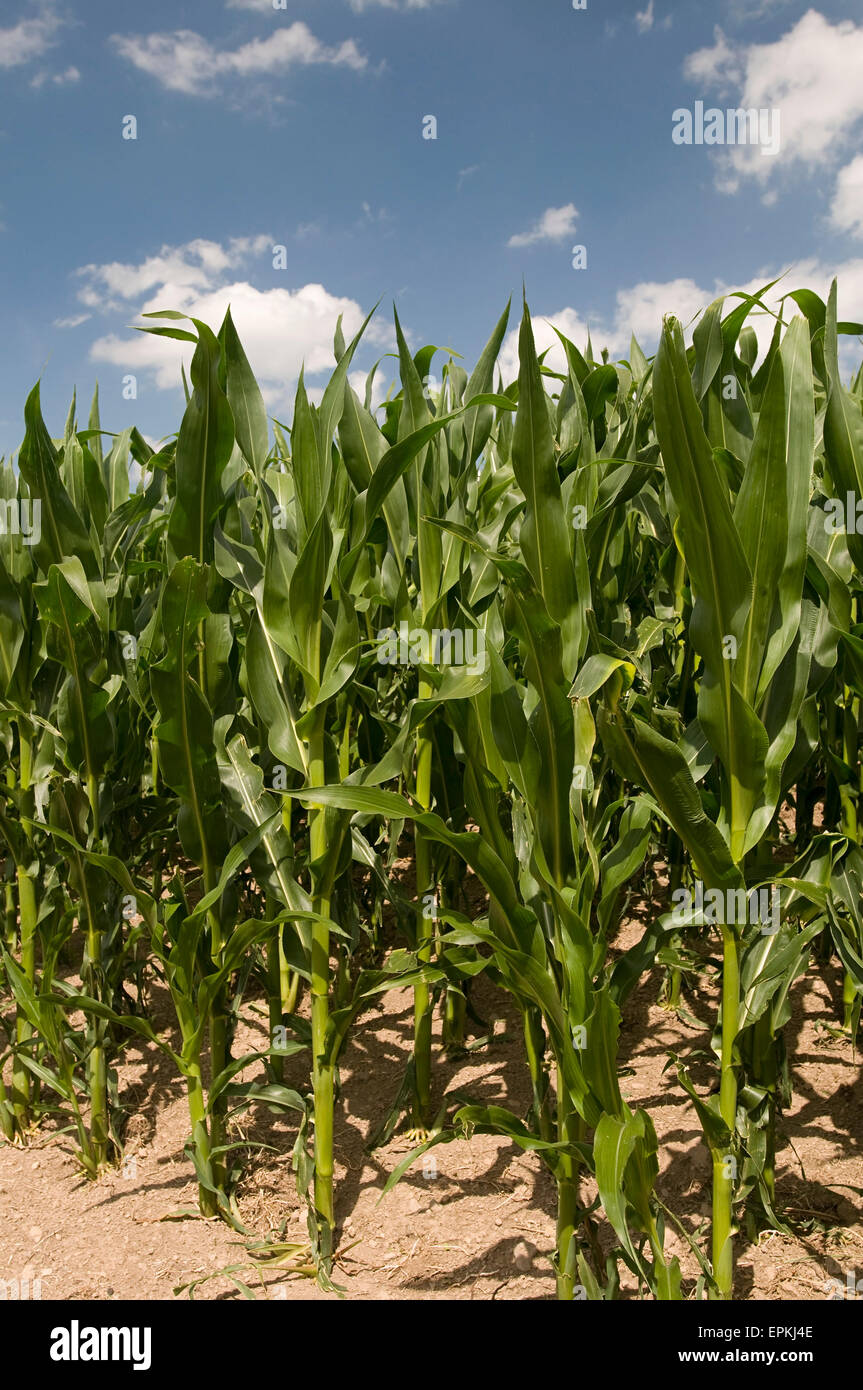 Maisfeld (Zea Mays) Stockfoto