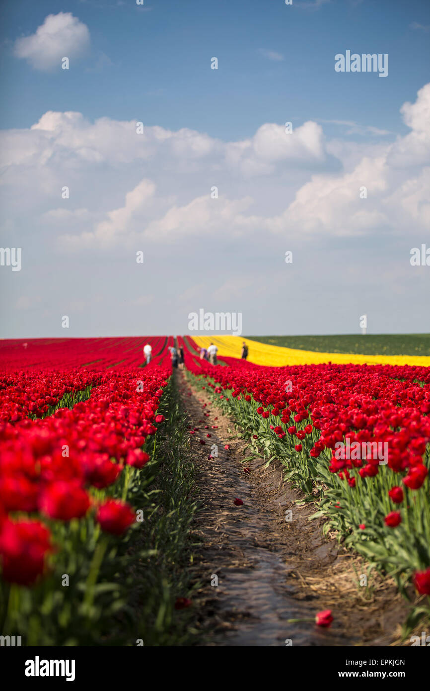Deutschland, Tulpenfelder mit Menschen im Hintergrund Stockfoto