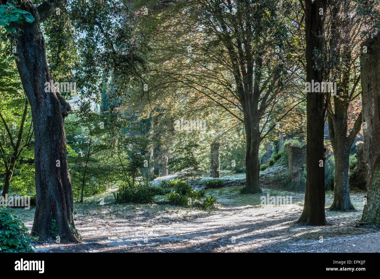 Die romantischen Gärten von Ninfa, Latium, Italien. Die Samen der Pappelbäume (Populus) bilden im Frühsommer tiefe schneeähnliche Drifts auf dem Boden Stockfoto