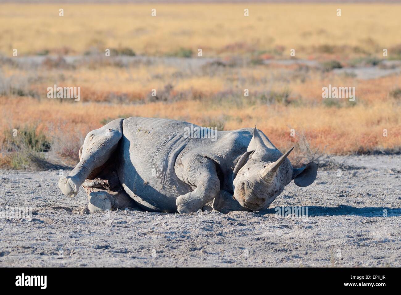 Schwarze Nashorn (Diceros Bicornis), Männchen, Rollen in den Staub, Etosha Nationalpark, Namibia, Afrika Stockfoto