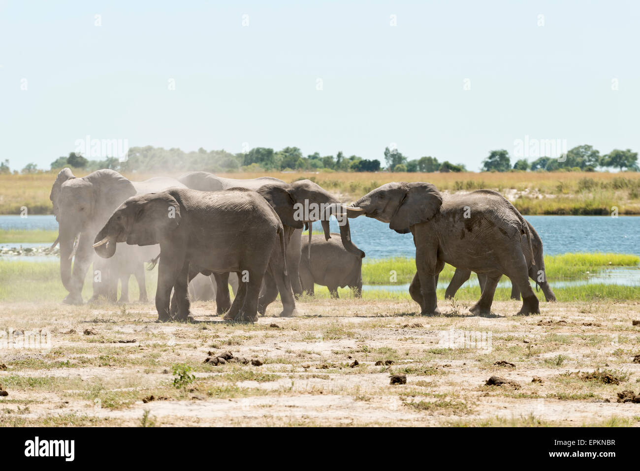 Botswana, Chobe-Nationalpark, afrikanische Elefanten im Chobe River Stockfoto