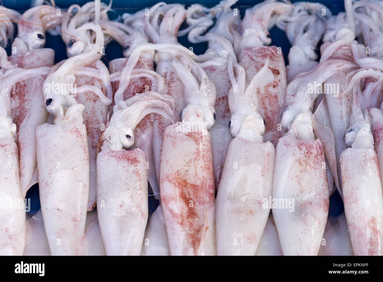 Frische Tintenfische Stockfoto