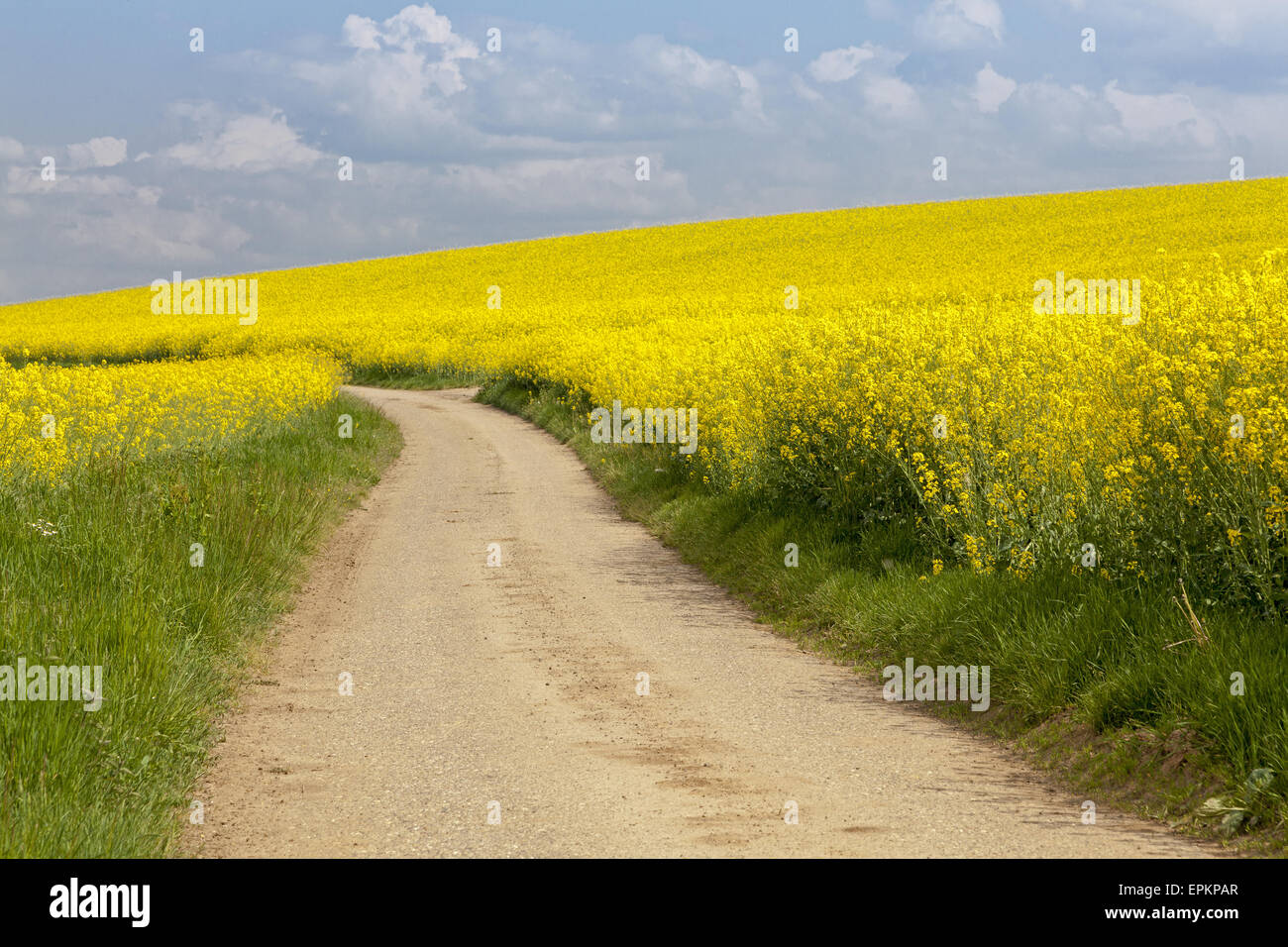 Raps-Felder Stockfoto