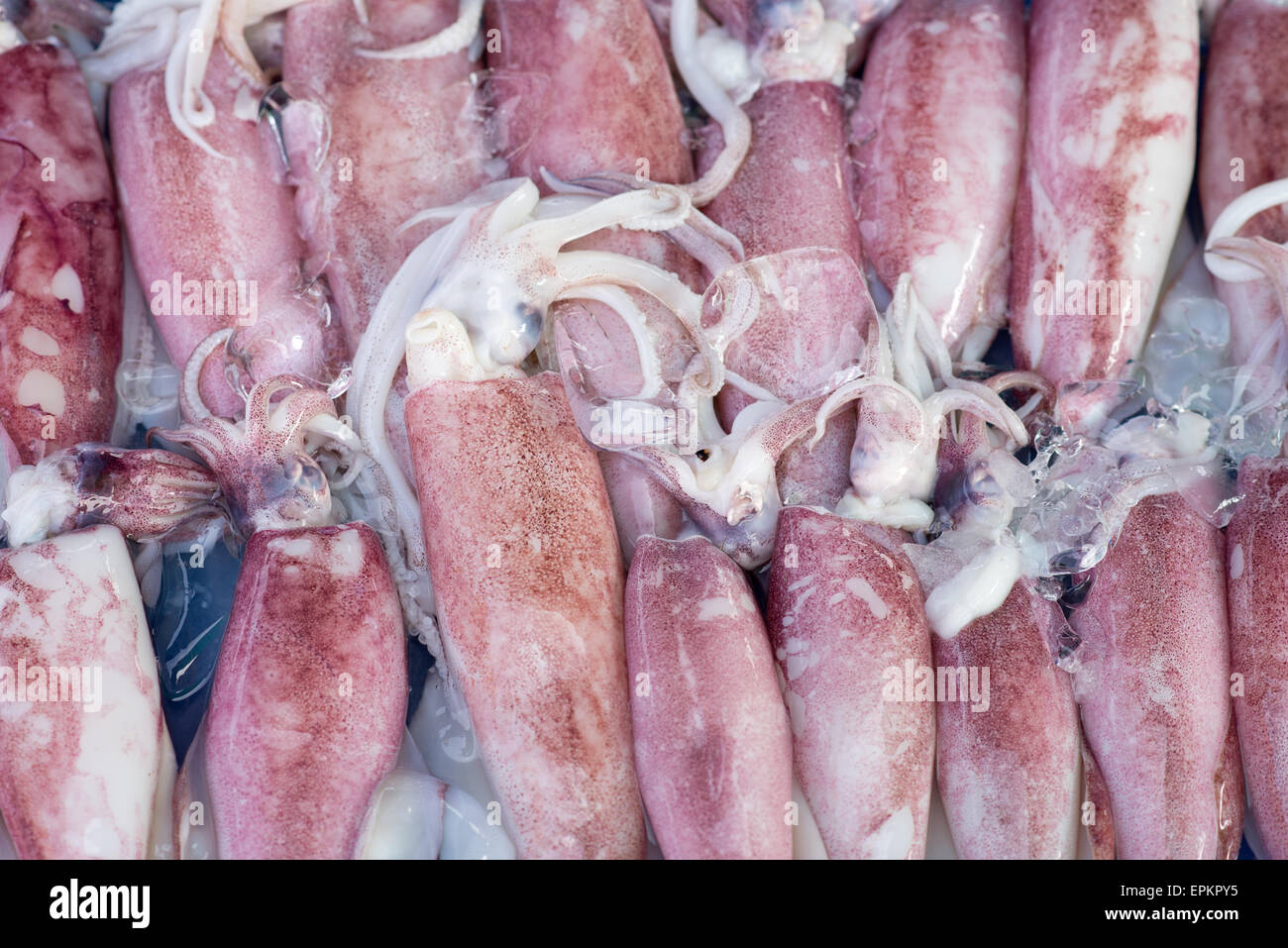 Frische Tintenfische Stockfoto