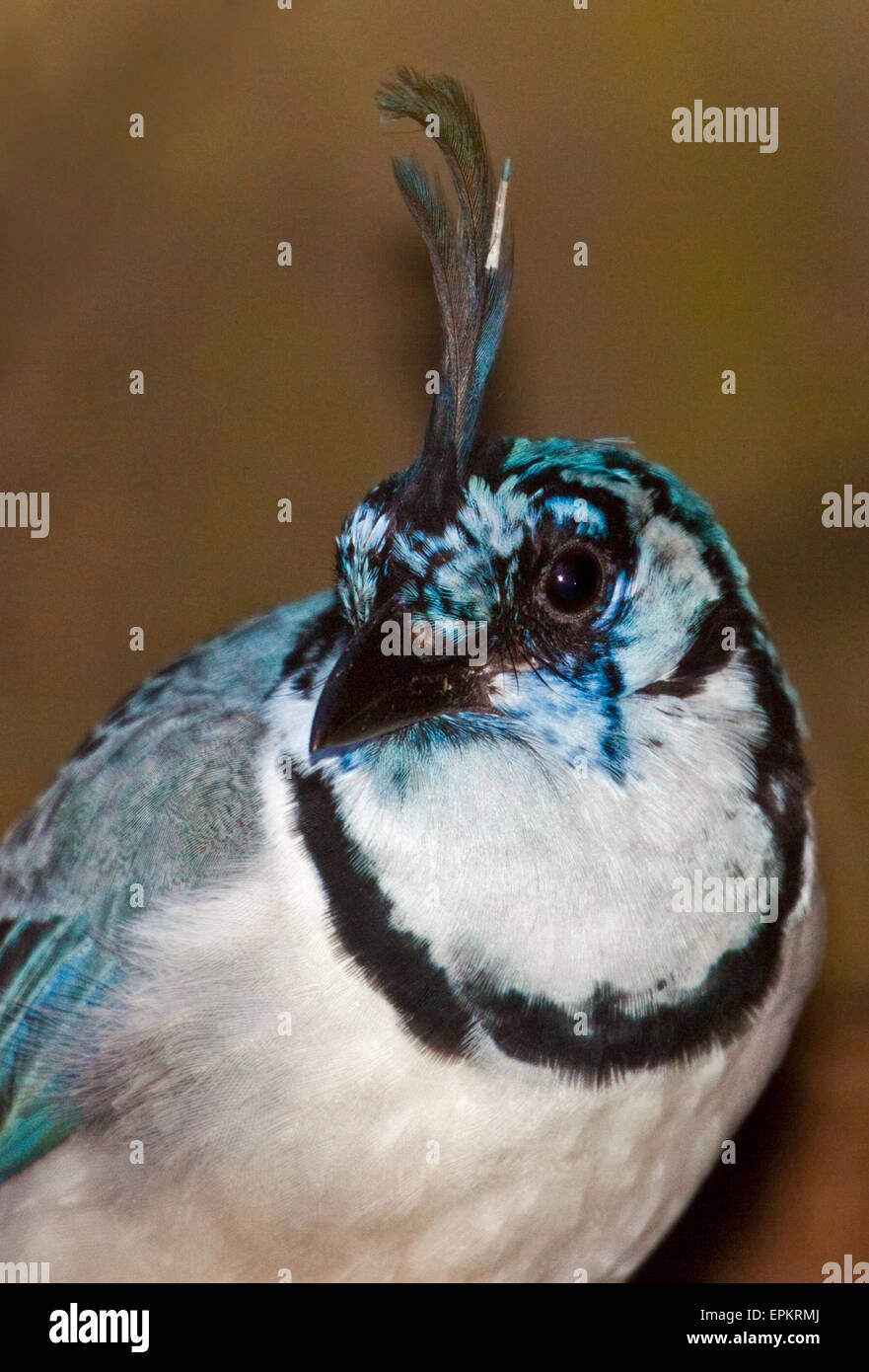 Weiße Throated Magpie Jay (Calcocitta Formosa) Stockfoto