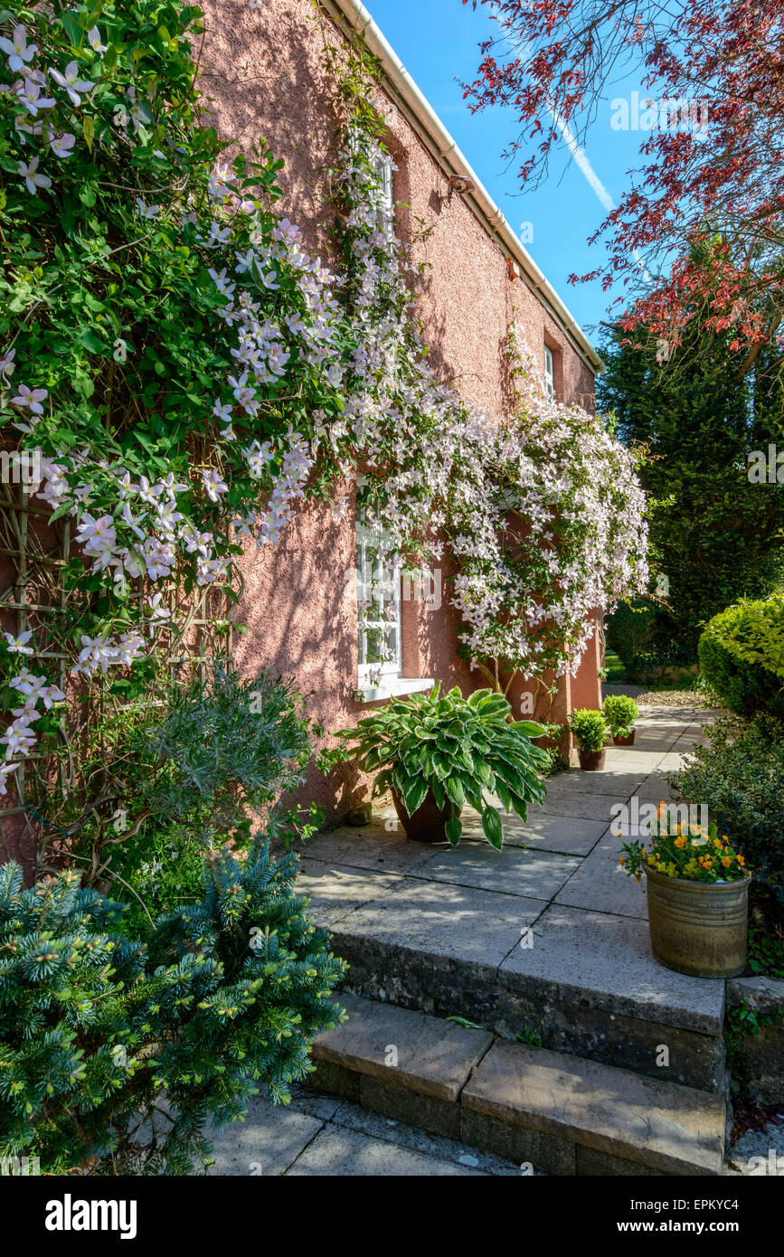 Rosa Landhaus in Gloucestershire, England mit Clematis Montana wächst um Veranda und entlang der Hütte. Gepflasterten Weg Stockfoto