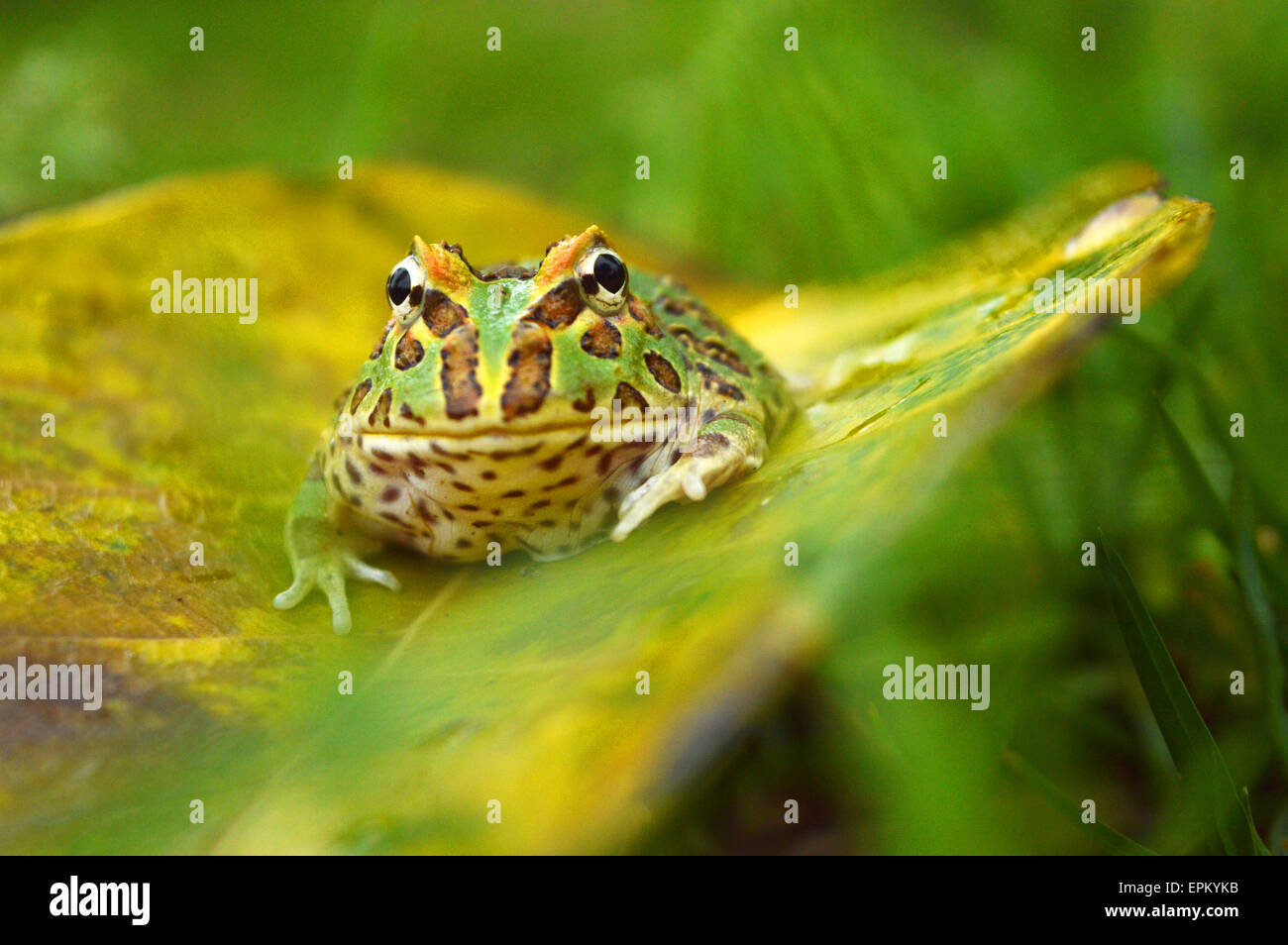 Pacman-Frosch Stockfoto