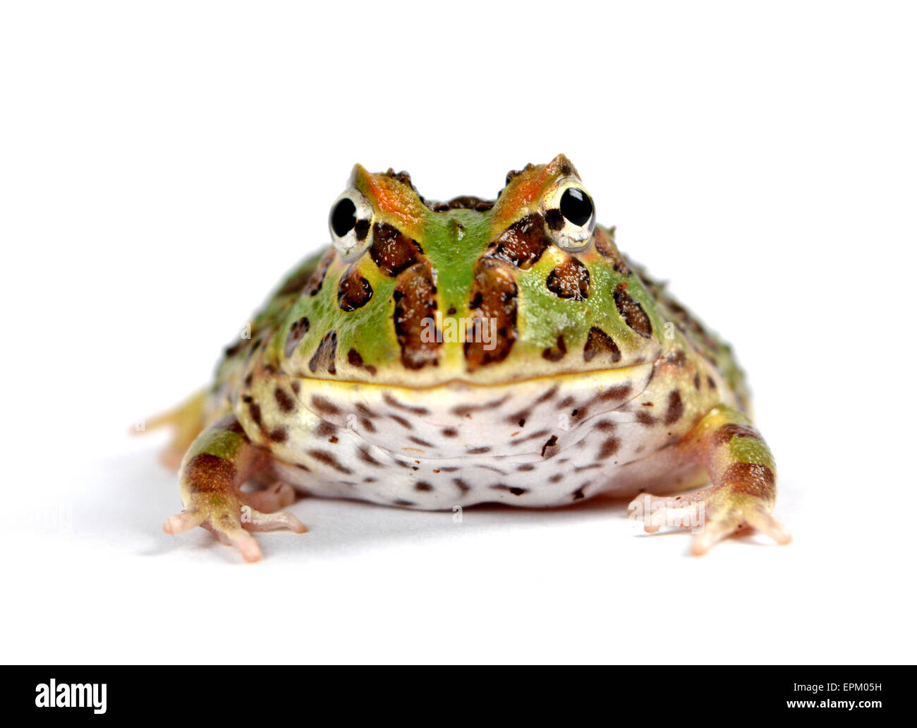 Pacman-Frosch Stockfoto