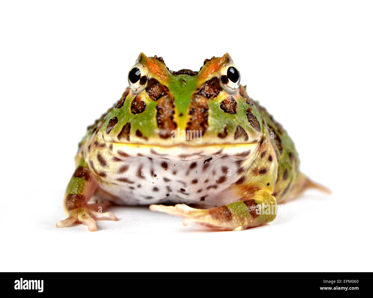 Pacman-Frosch Stockfoto