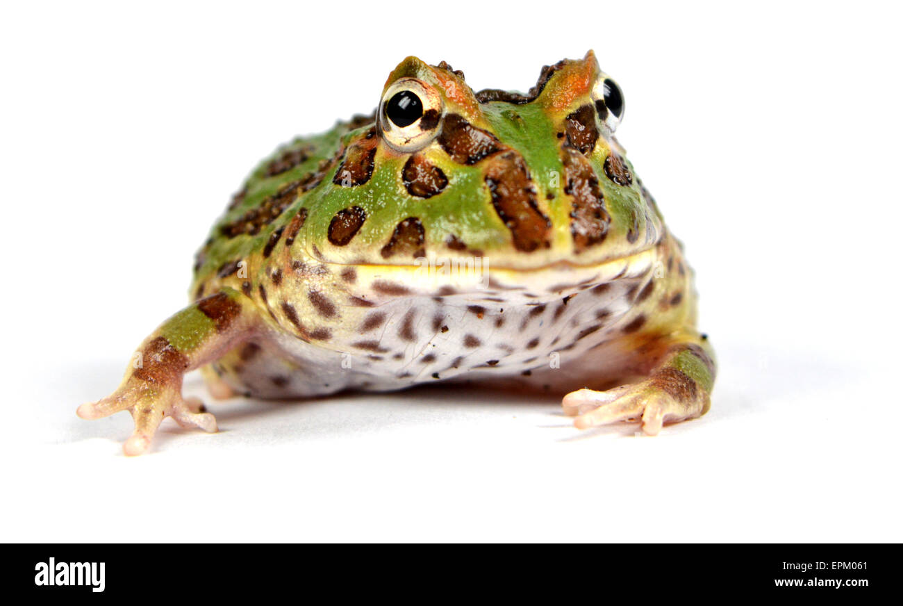 Pacman-Frosch Stockfoto