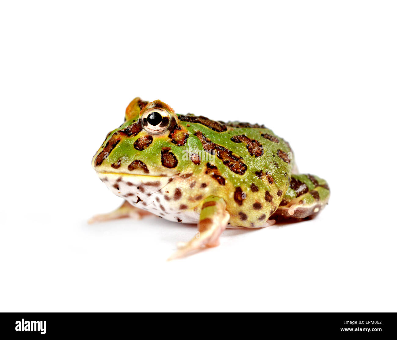 Pacman-Frosch Stockfoto