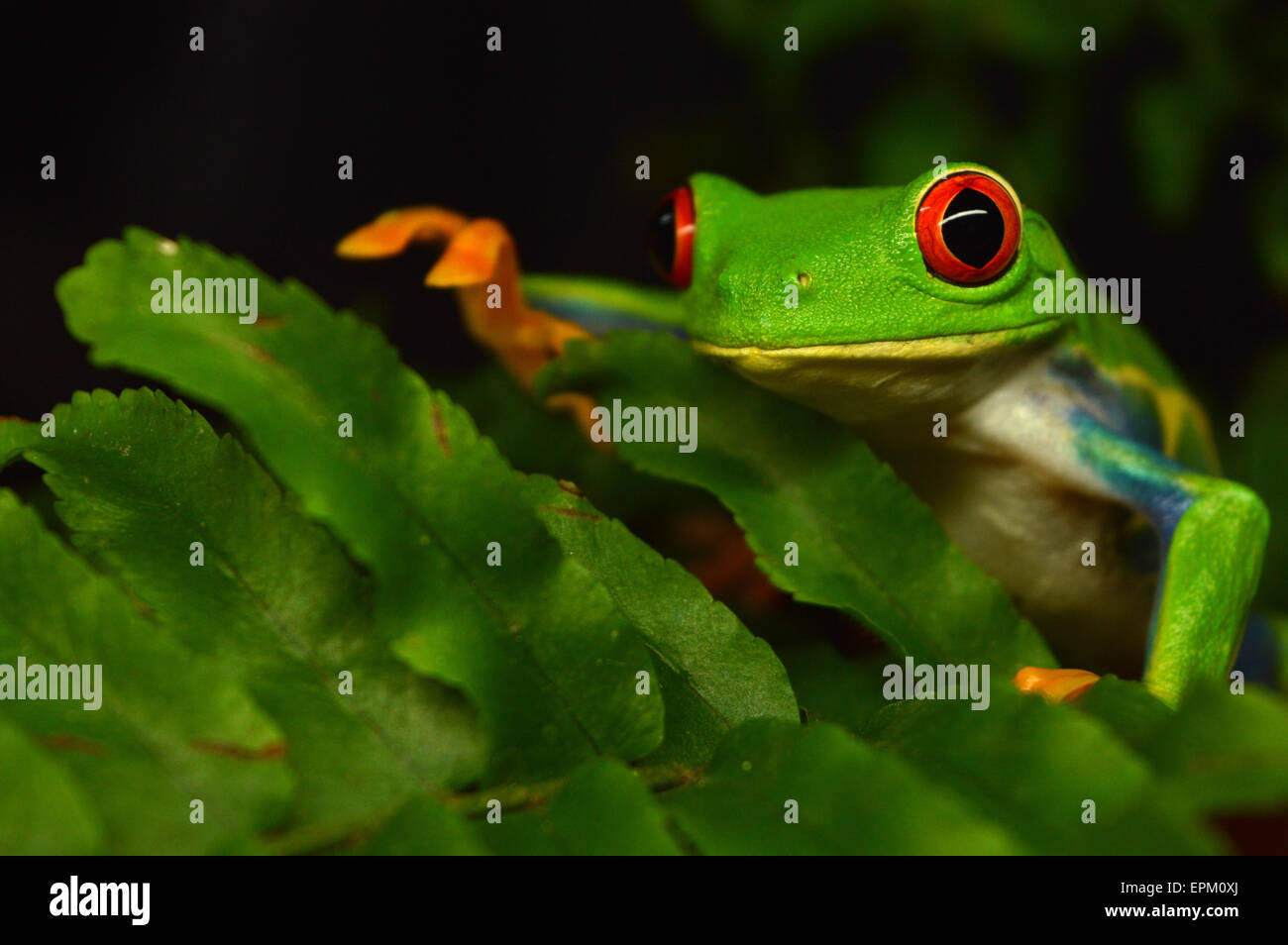 Rote-Augen-Frosch Stockfoto