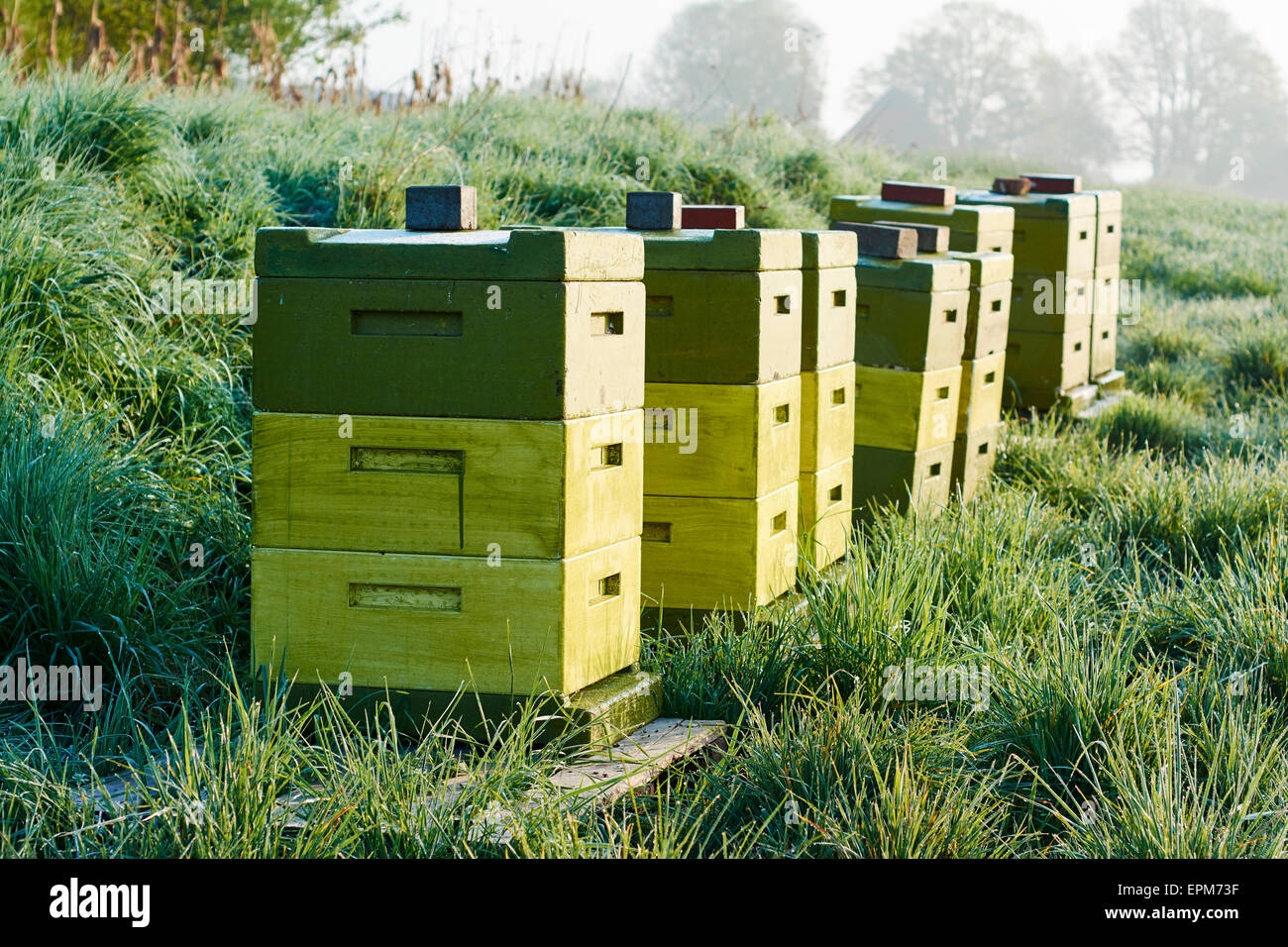 Deutschland, Petershagen, Reihe von Bienenstöcken Stockfoto