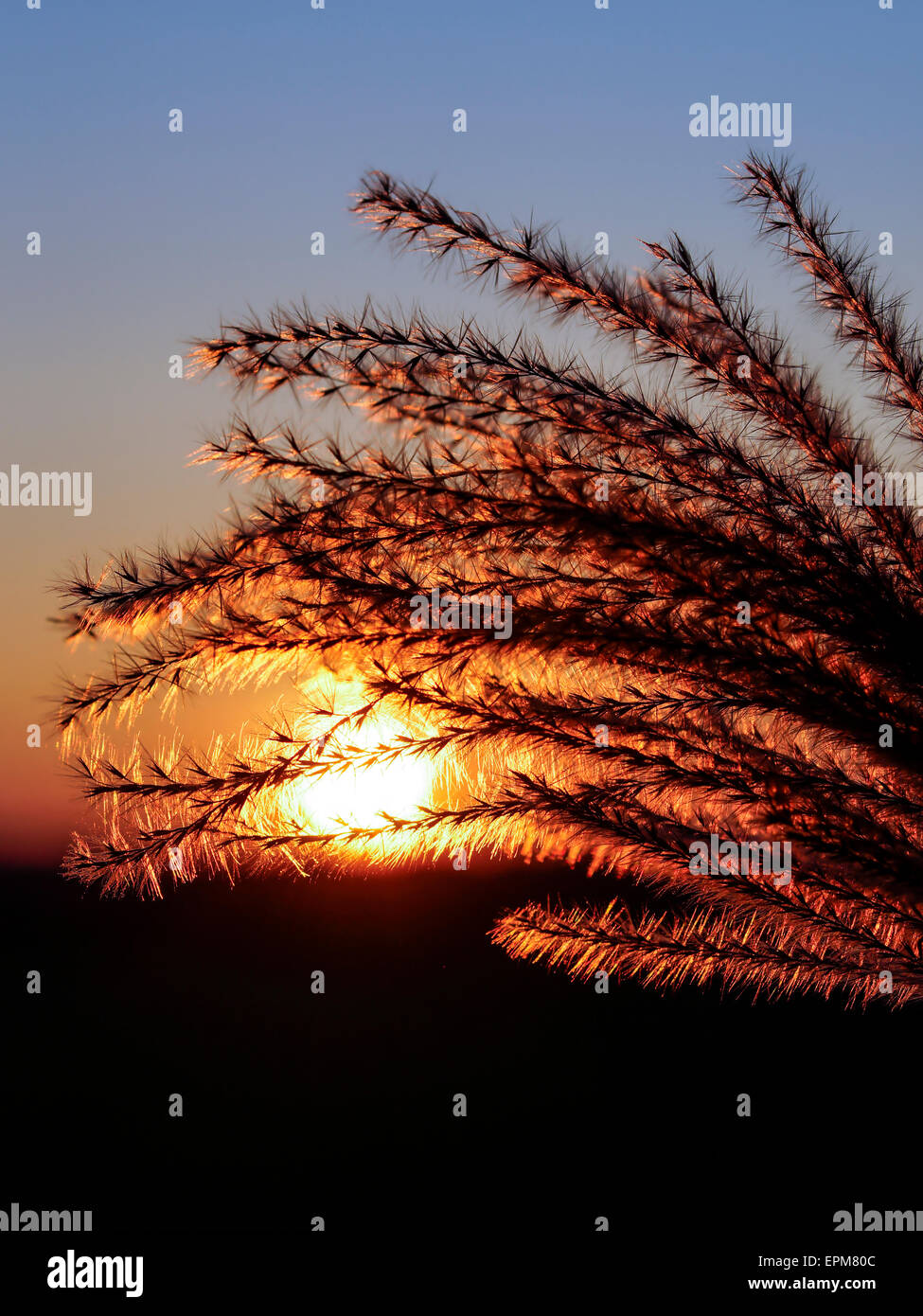 Gräser vor Sonnenuntergang Stockfoto
