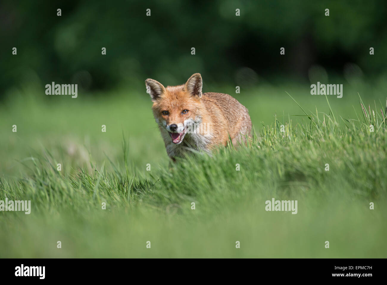 Fuchs (Vulpes Vulpes). Eine individuelle Nahrungssuche durch das Tageslicht. Stockfoto