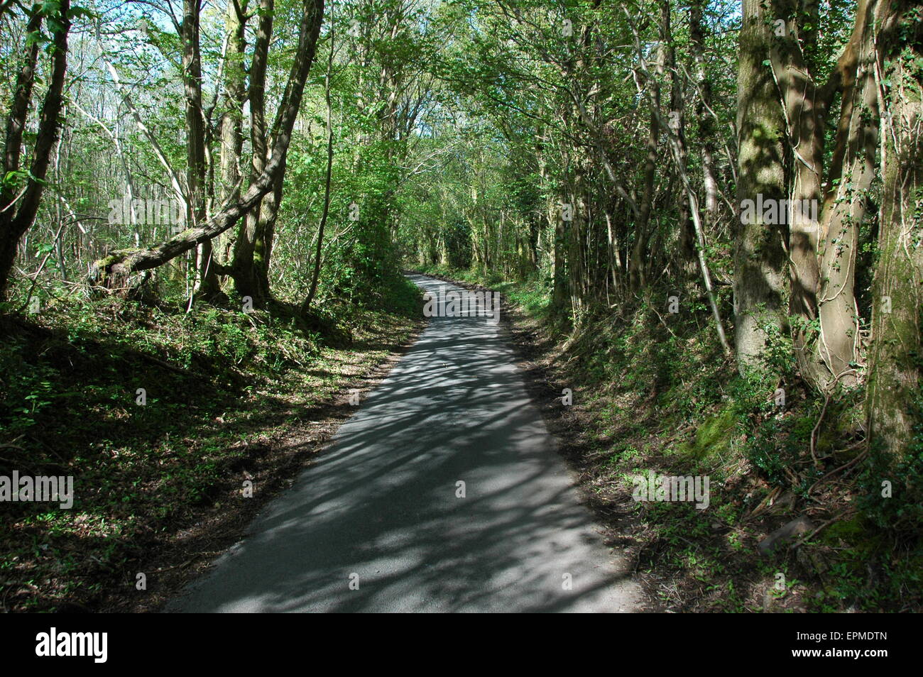Gefleckte Sonnenlicht durch Bäume einspurigen Straße in Powys, Wales Stockfoto