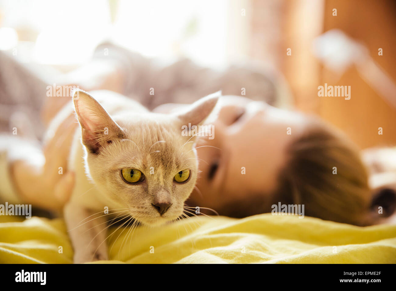 Frau mit Birma Katze zu Hause Stockfoto