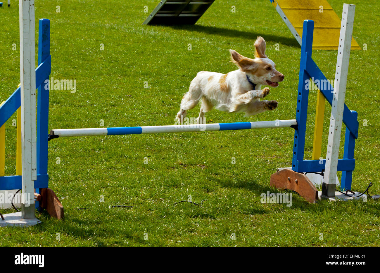 Gut ausgebildete Haustier Haushund, die Teilnahme an einem Agility-Wettbewerb mit Sprüngen und Rampen Derbyshire England UK Stockfoto