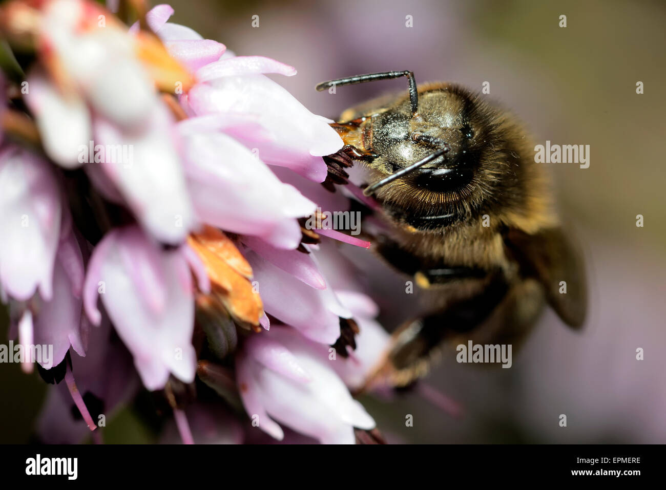 Honigbiene, Apis, auf einer Blüte Stockfoto