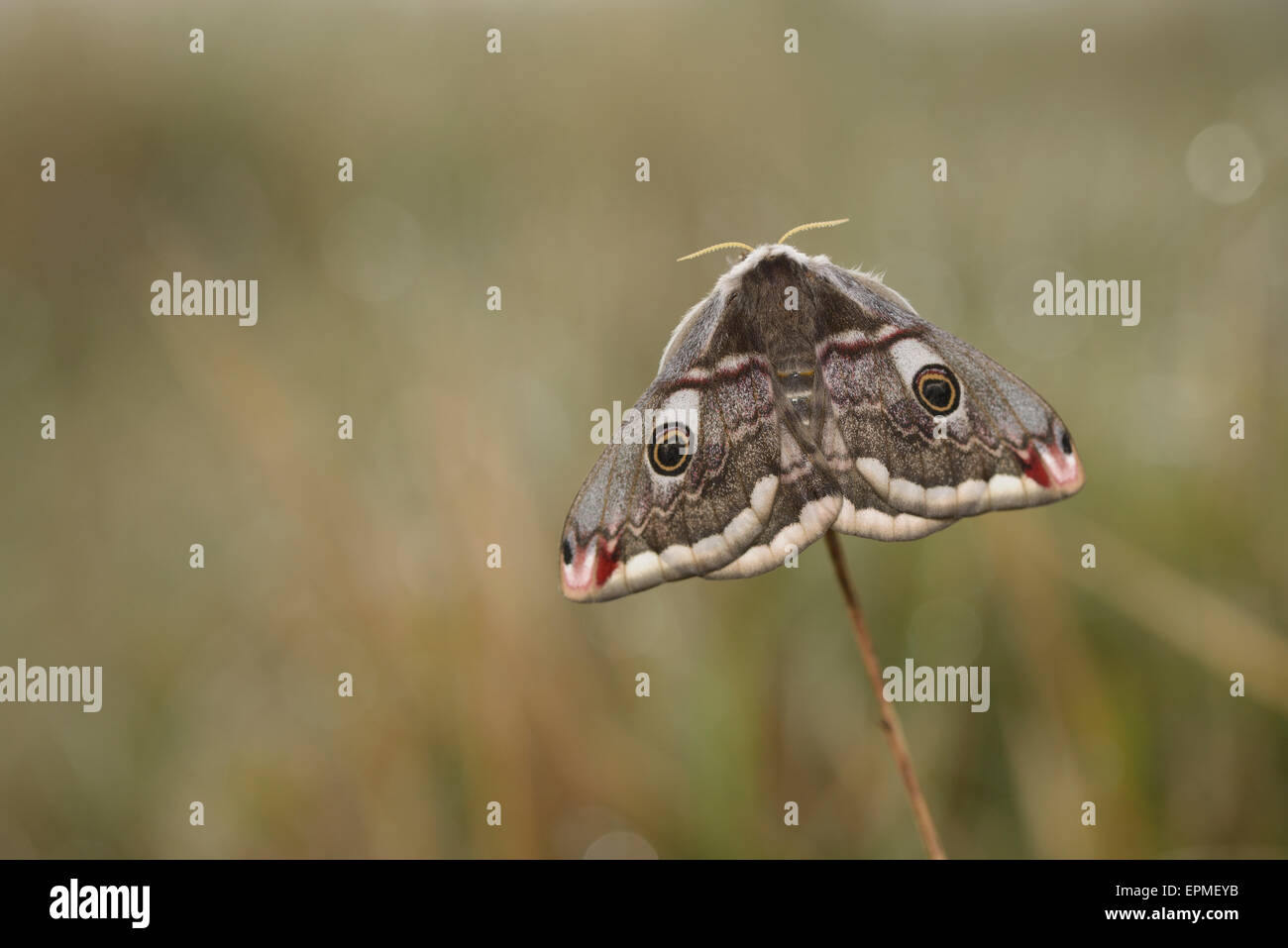 Kaiser-Motte, Saturnia Pavonia, Weiblich Stockfoto