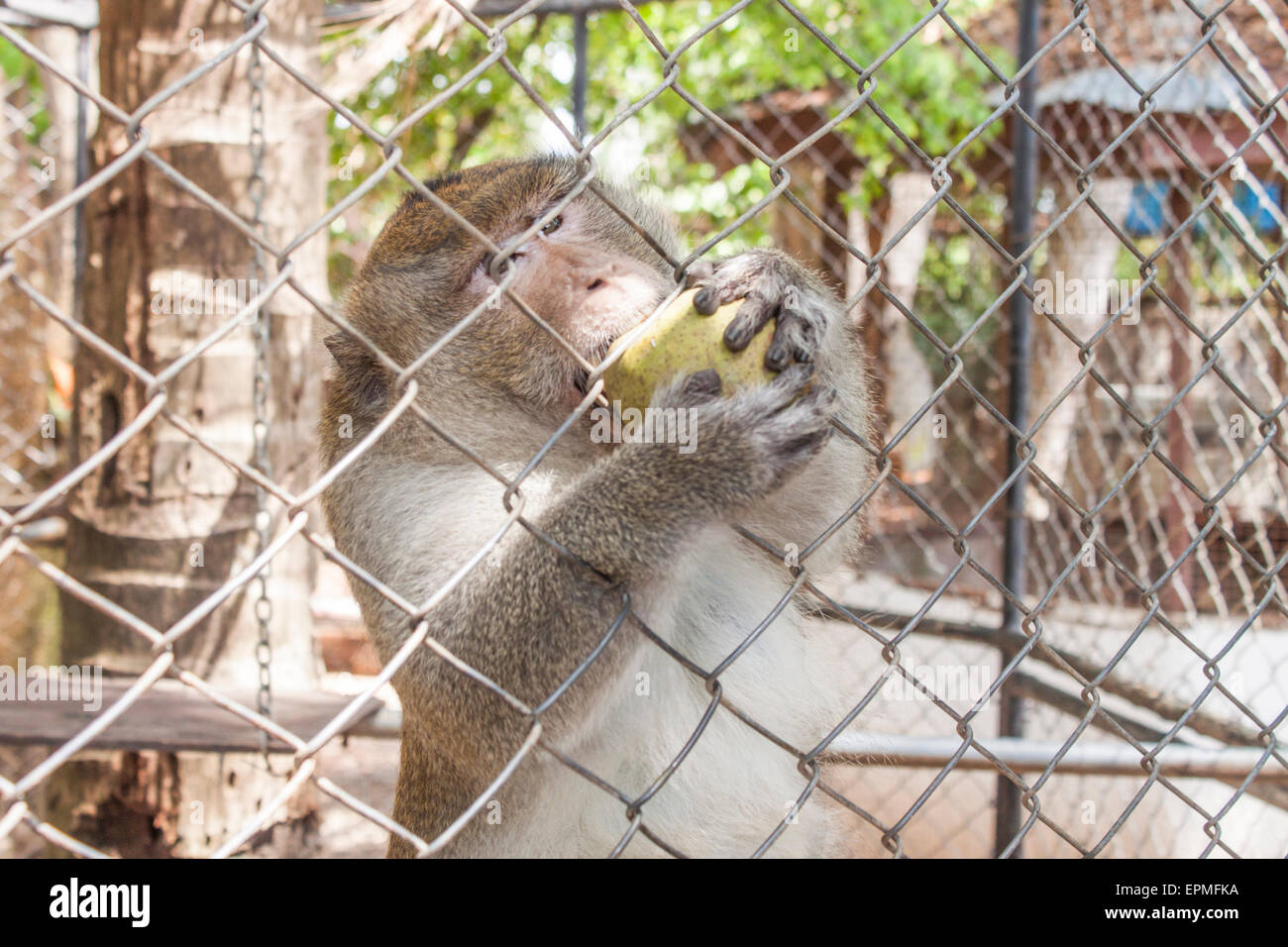 Affen, die versuchen, sich eine Mango über den Käfig Stockfoto