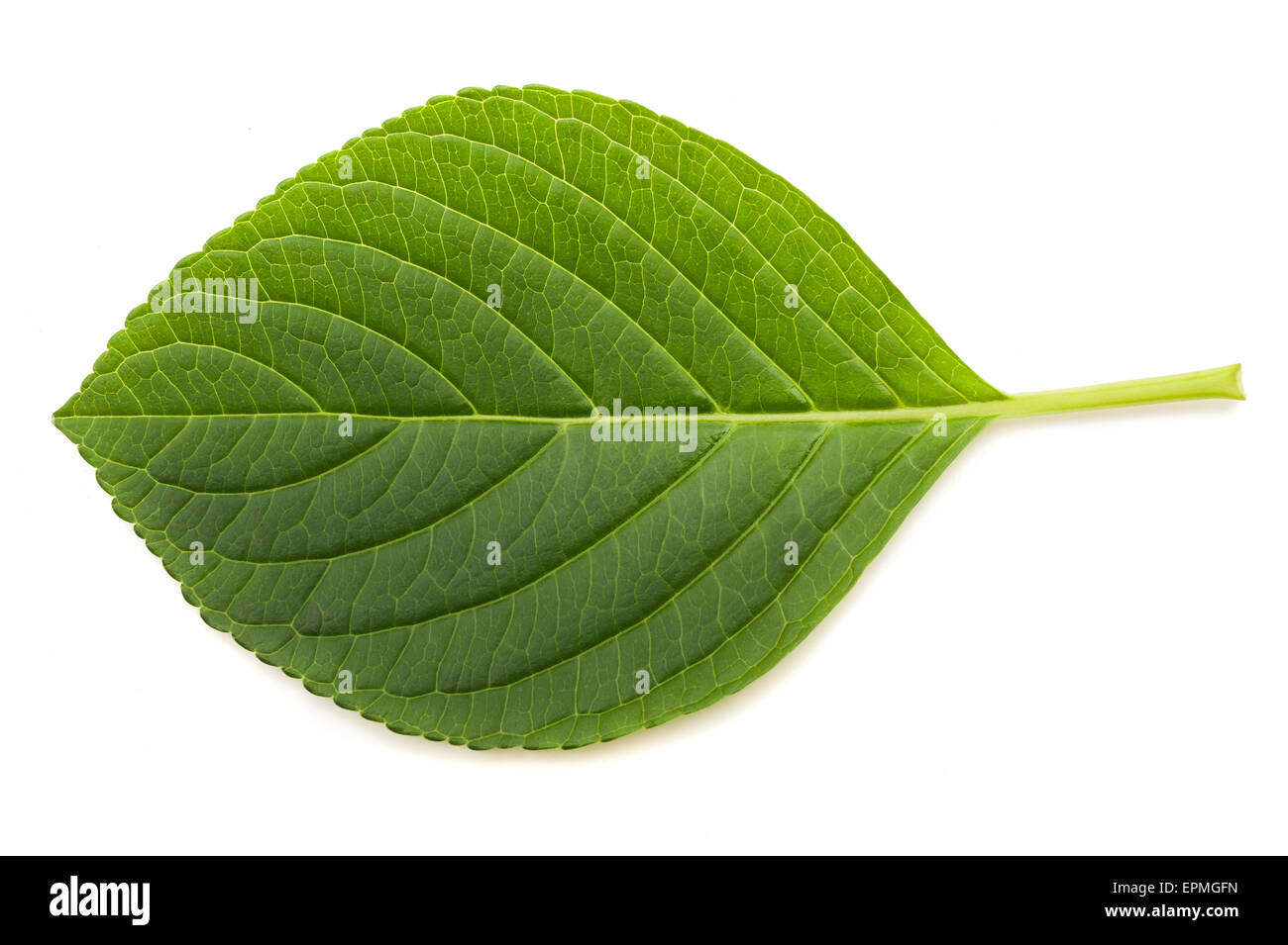 Hortensie Blatt isoliert auf weißem Hintergrund Stockfoto