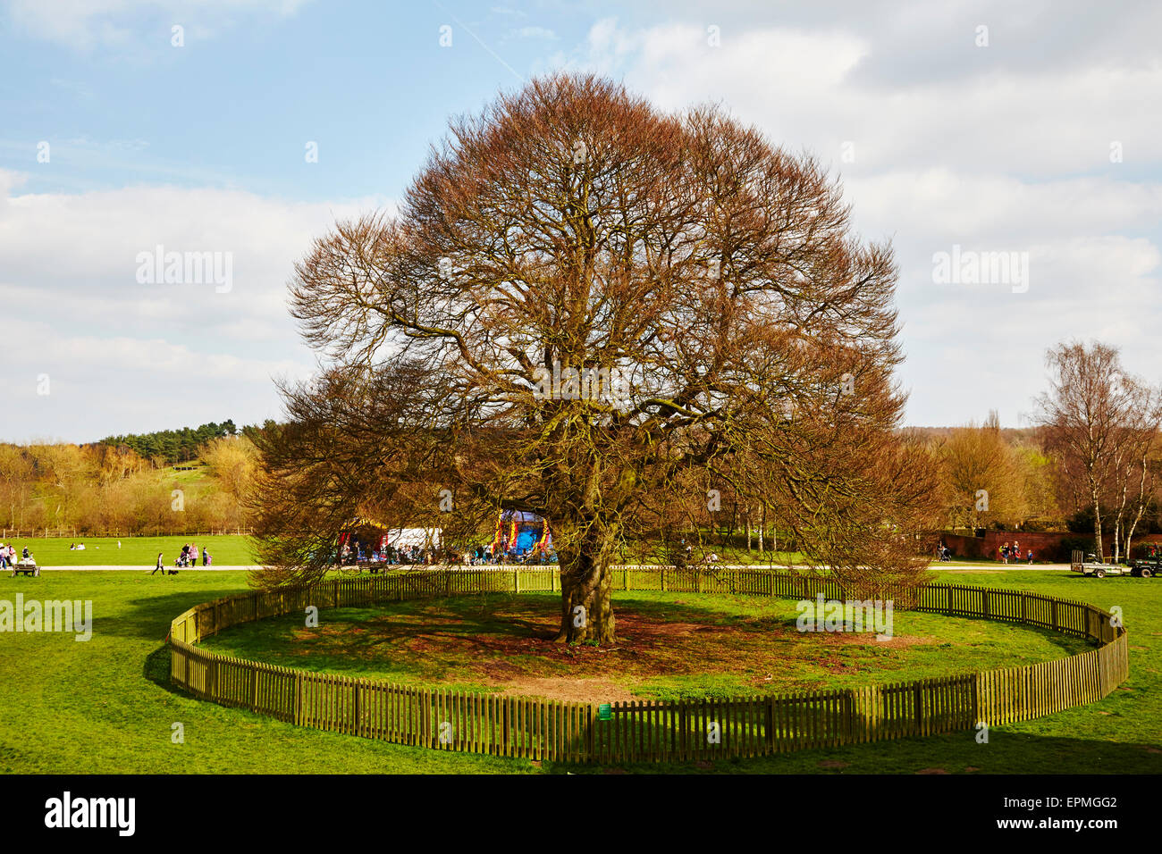Große alte Buche bei Rufford Abtei Country Park, Nottinghamshire, England, UK. Stockfoto