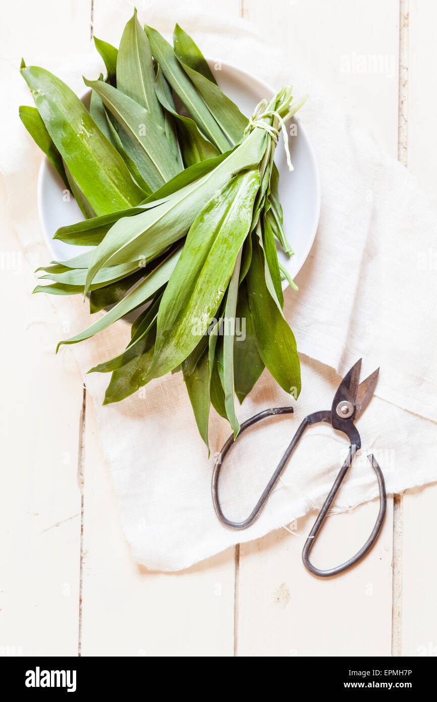 Bärlauch, Allium Ursinum, Schere und weißes Tuch Stockfoto