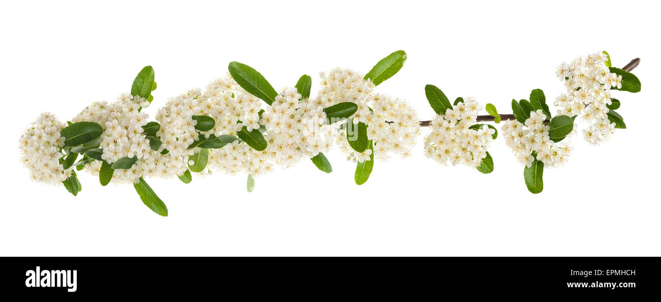 Pyracantha Blühender Zweig isoliert auf weißem Hintergrund Stockfoto