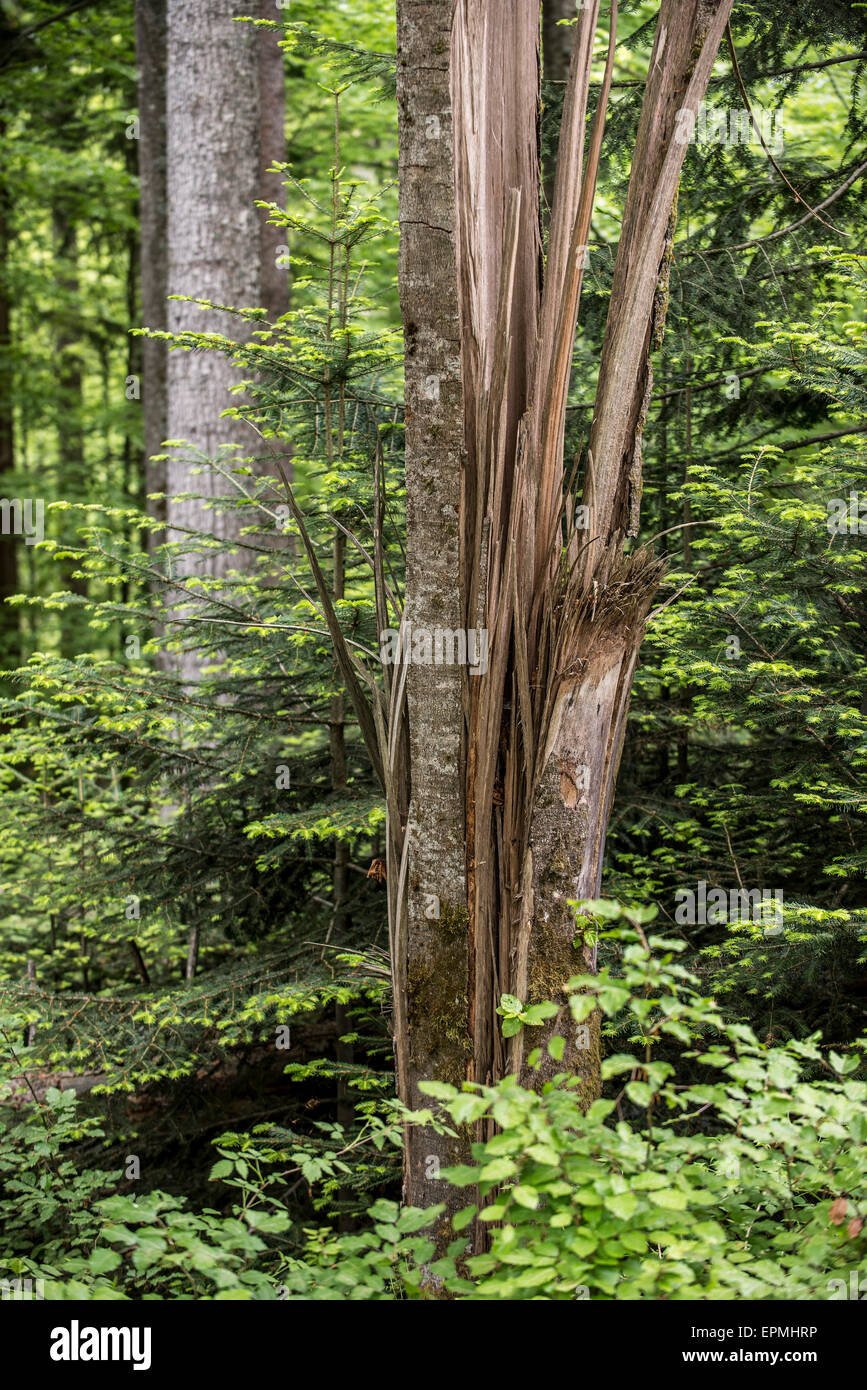 Sturmschäden im Wald mit gebrochenen Baumstamm, vom Hurrikan Winde Stockfoto