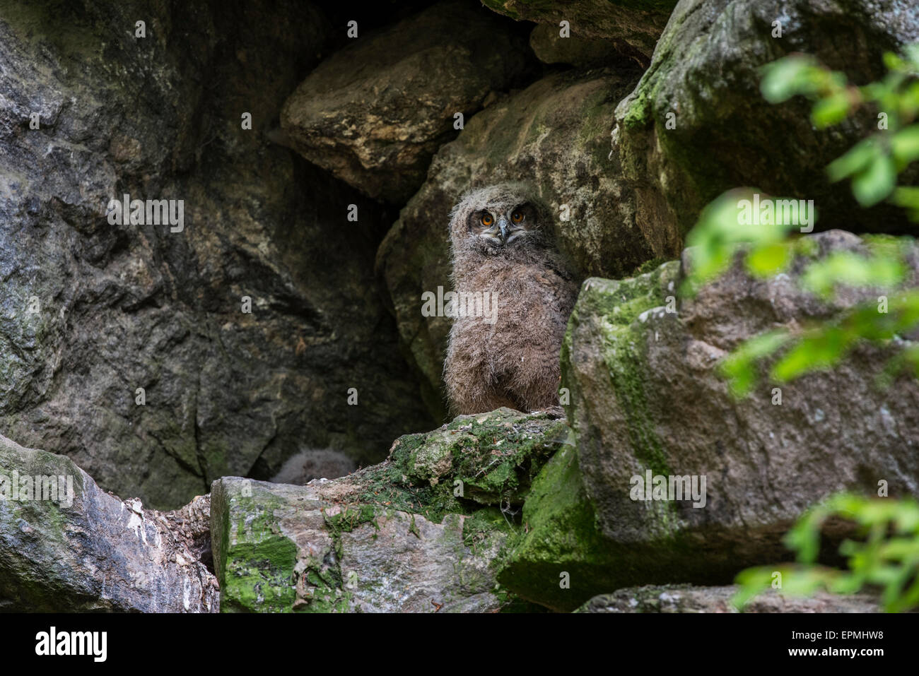 Eurasische Adler-(Bubo Bubo) Eulenküken / Jungvögel im Nest auf Felsvorsprung in Felswand sitzen Stockfoto