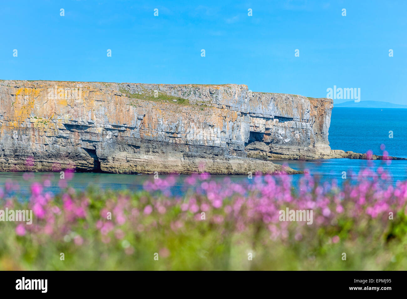 Stackpole Kopf. Pembrokeshire Coast National Park. Stackpole Estate. Pembrokeshire. Wales Stockfoto