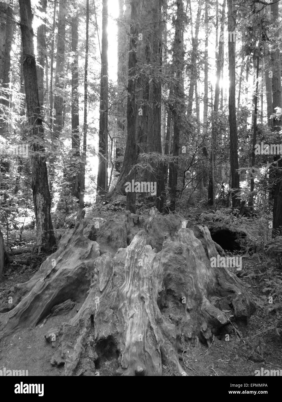 Eine schwarz / weiss Portrait eines Redwood stumpf in einem jungen Wald. Stockfoto