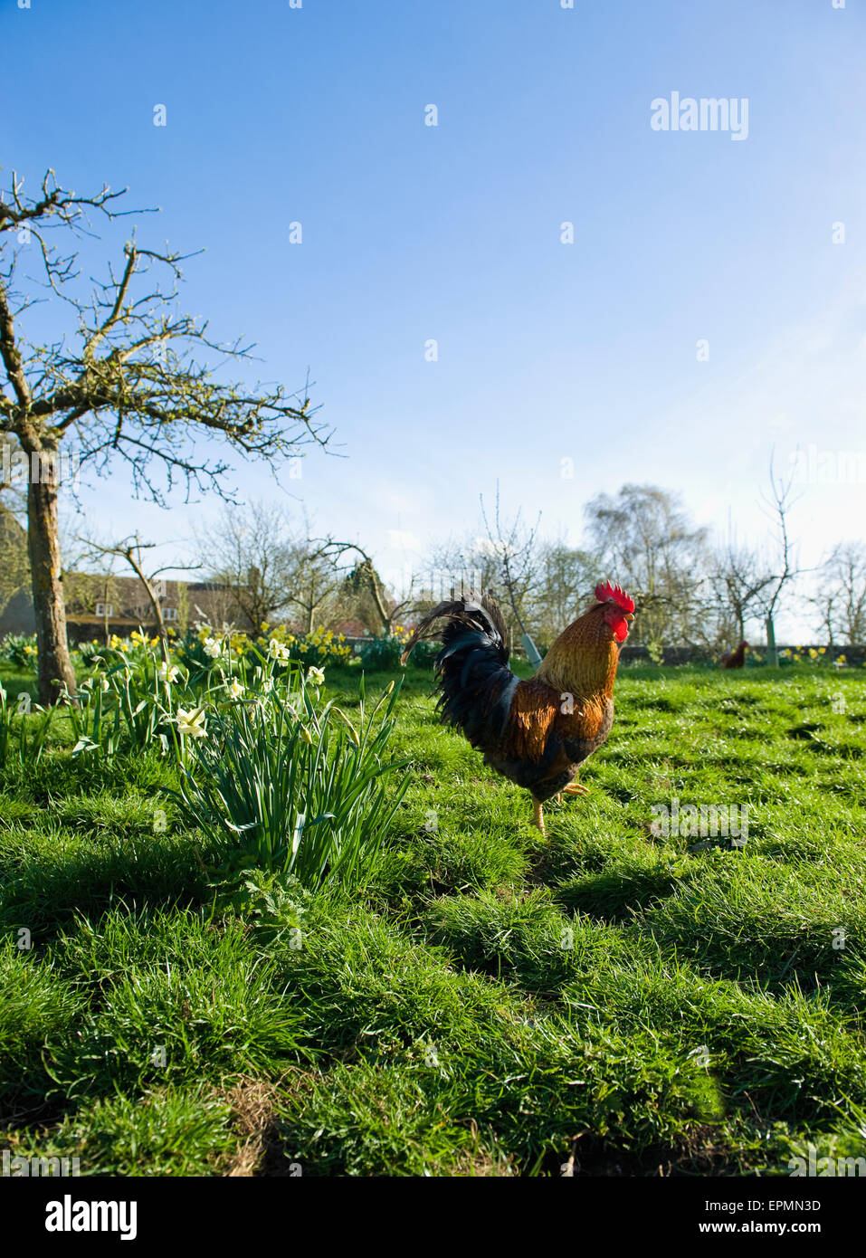 Eine Henne auf offenes Gelände. Bauernhaus in der Ferne. Stockfoto