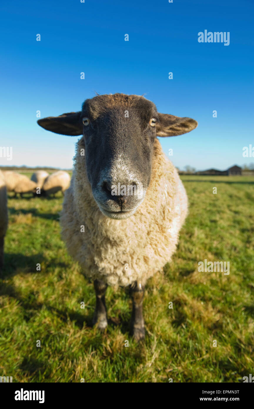 Eine kleine Herde von Schafen in einem Feld. Stockfoto