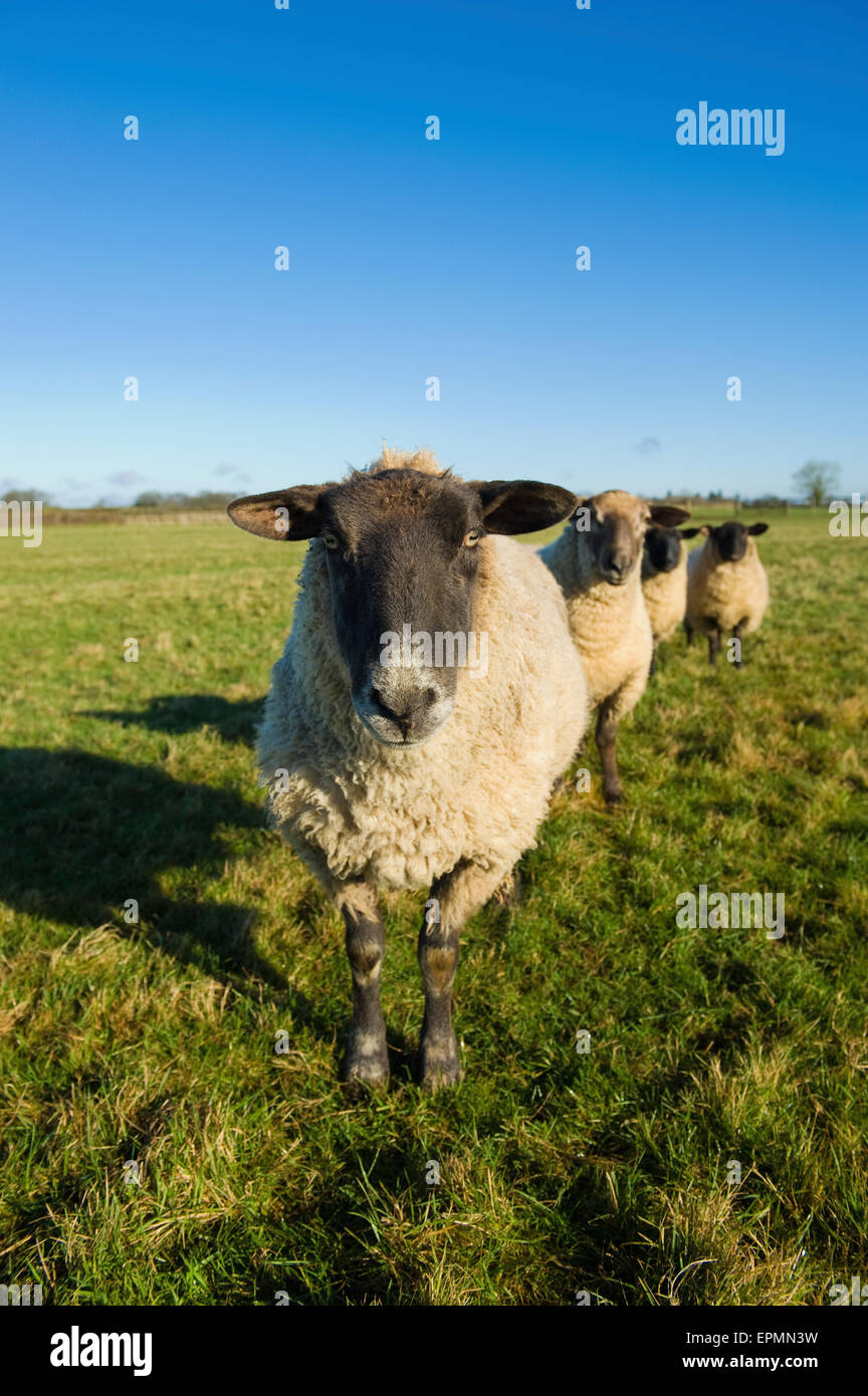 Eine kleine Herde von Schafen in einem Feld. Stockfoto