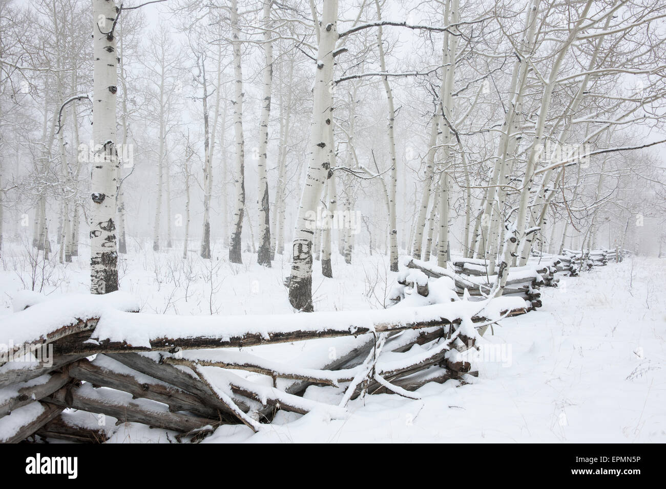 Kalter Winter, Schnee auf dem Boden. Gefällte Bäume und eine zerdrückte Zaun. Stockfoto