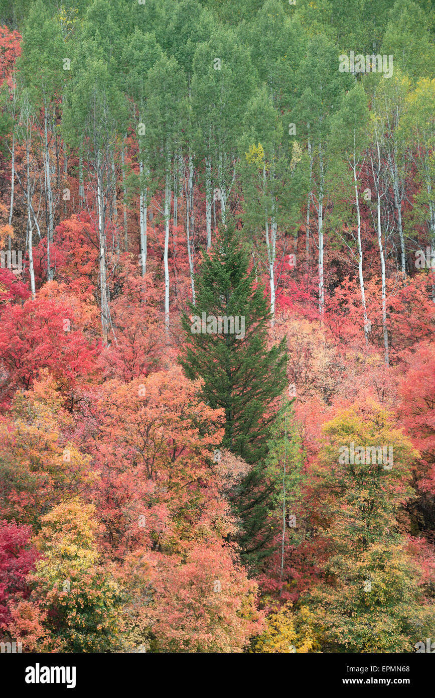Ein Weg durch den Wald. Lebendige Laub Herbstfärbung auf Ahorn und Aspen Baumblätter. Stockfoto