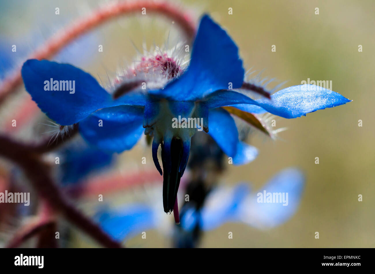 Borago officinalis. Borretsch, Flor de la borraja, blaue Blume, Flor azul Stockfoto