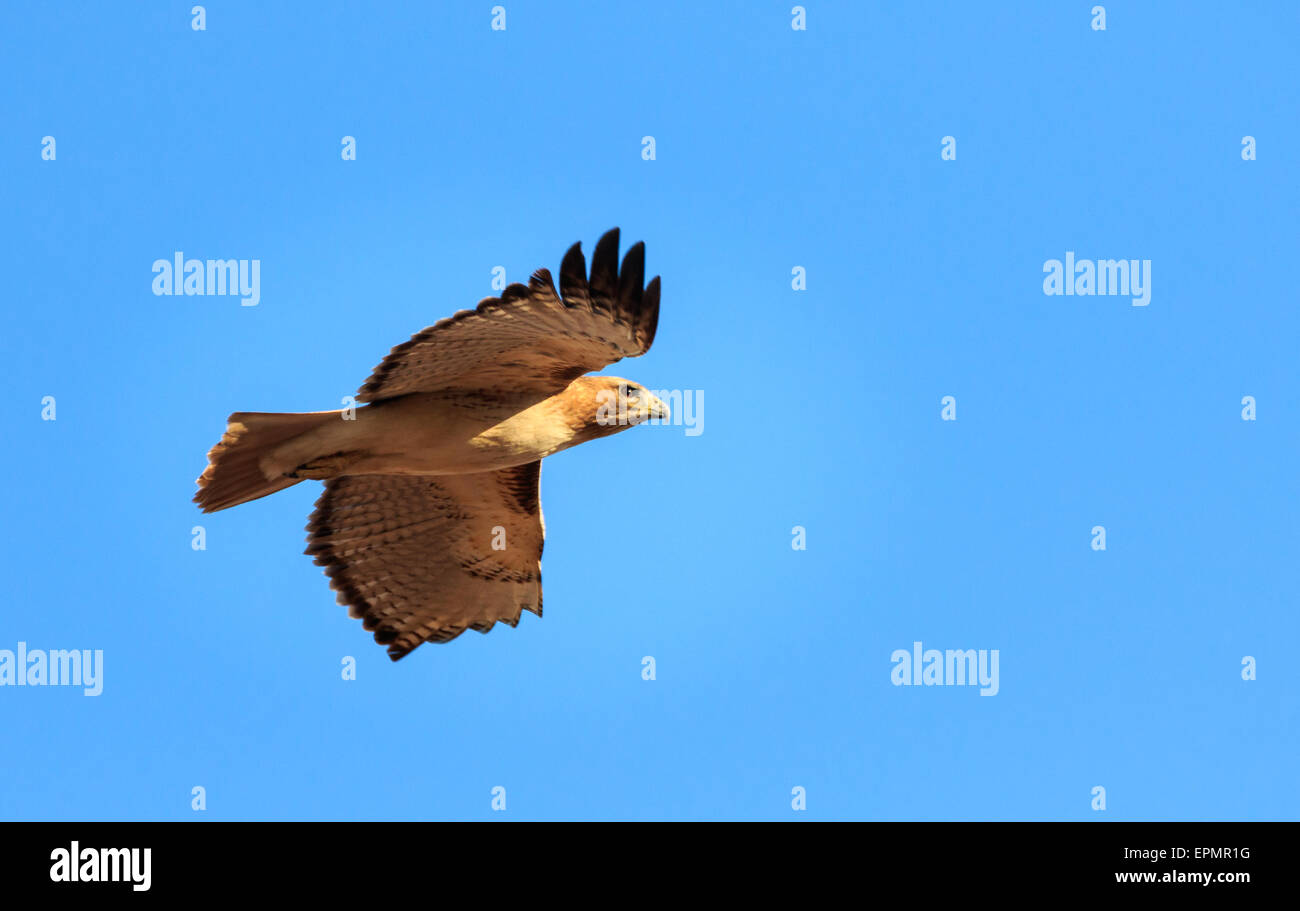 Rot - angebundener Falke im Flug Stockfoto